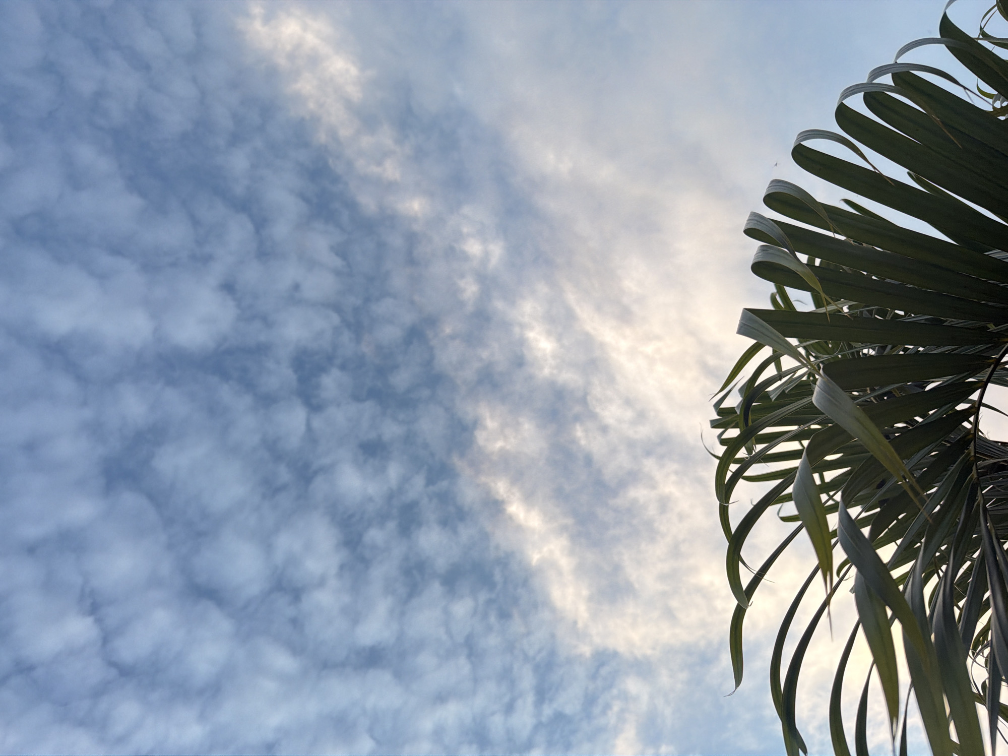 The image shows a close-up view of palm fronds against a backdrop of a pale blue sky filled with wispy, cumulus clouds. The fronds are a deep green, with some appearing curled and others more linear. The sunlight is filtering through the clouds, creating bright highlights and casting a soft glow on the scene. The perspective is looking upwards, emphasizing the vastness of the sky. The location is identified as Ko Samui District, Thailand.