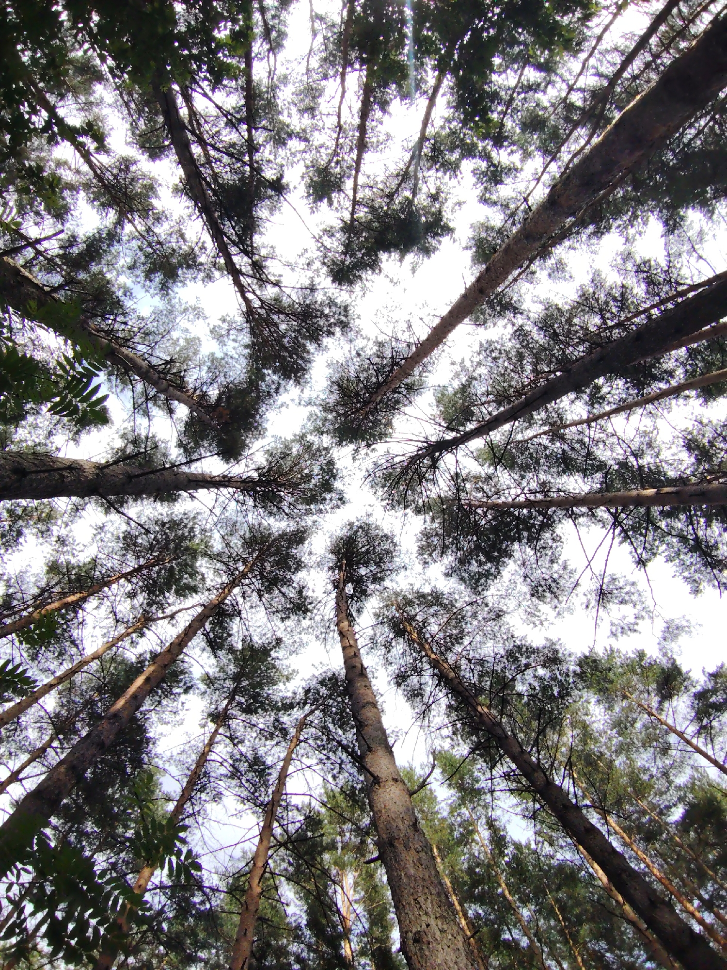 This is a low-angle shot looking up into the canopy of a pine forest. The image is dominated by the tall, slender trunks of pine trees reaching towards a bright, overcast sky. Sunlight filters through the dense needles, creating a dappled effect. The branches of the trees crisscross and overlap, forming a natural ceiling. Some of the pine needles are dark green, while others appear lighter, perhaps due to the lighting or seasonal changes. The bark of the trees is rough and textured, showing the age and growth of the forest.
The scene suggests a peaceful, natural setting. The mood is serene and somewhat awe-inspiring, with the towering trees emphasizing the scale of nature. There are no people or animals visible, and no specific objects beyond the trees themselves. The time of day is likely daytime, given the bright sky, but the overcast conditions suggest it is not the peak of a sunny afternoon. The location context of Chaikovsky, Russia, further reinforces the impression of a northern forest. No text is visible in the image. The overall impression is one of natural beauty and tranquility within a forest environment.