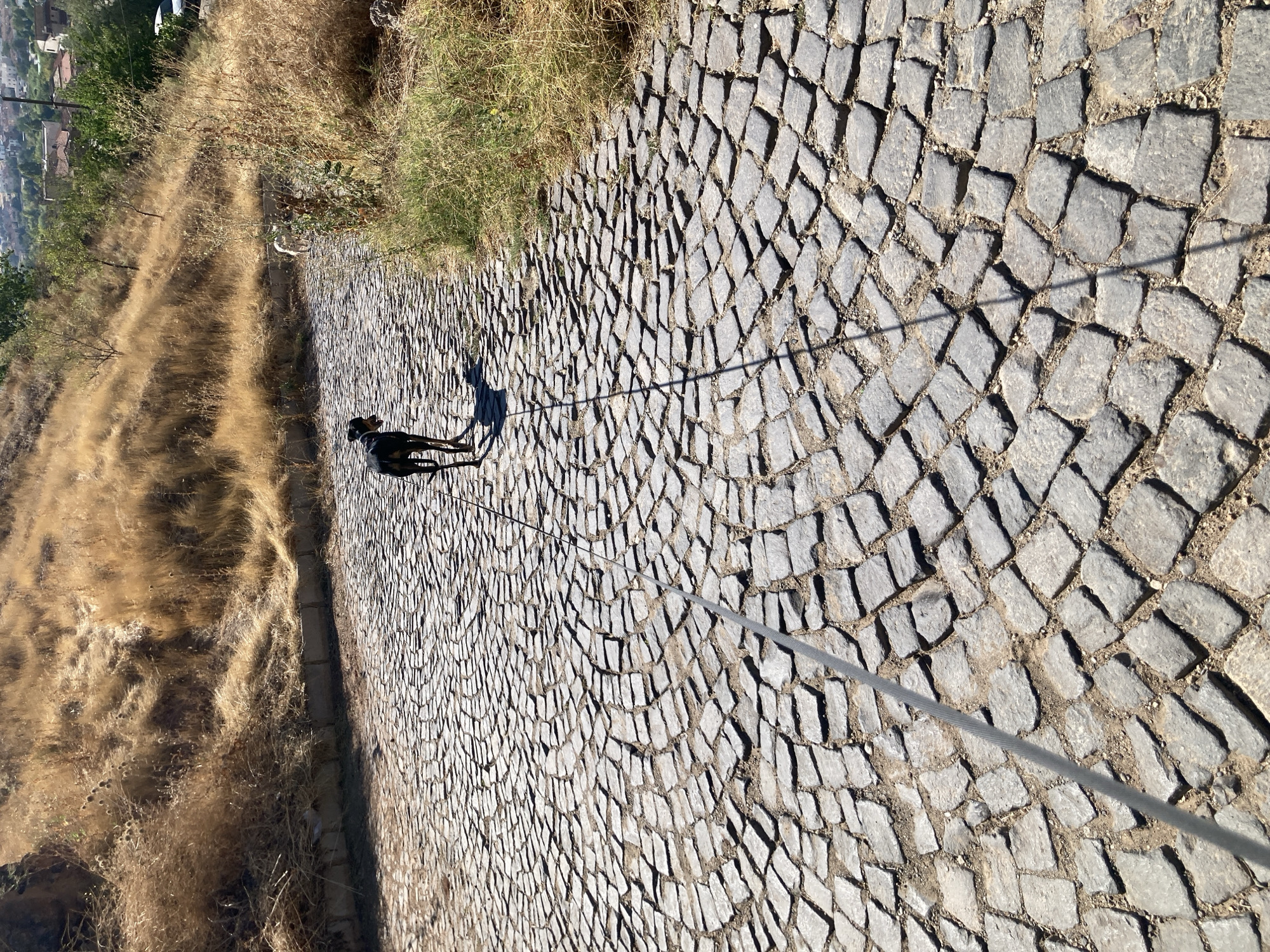 The image depicts a cobblestone pathway in Avanos İlçe Merkezi, Turkey, leading uphill. A black dog, leashed, walks away from the camera up the path. To the right and further up the path, a white dog is visible. The surrounding environment is characterized by dry, golden grass and vegetation on a hillside. In the background, a town with buildings and trees can be seen. The light suggests it is a sunny day.
