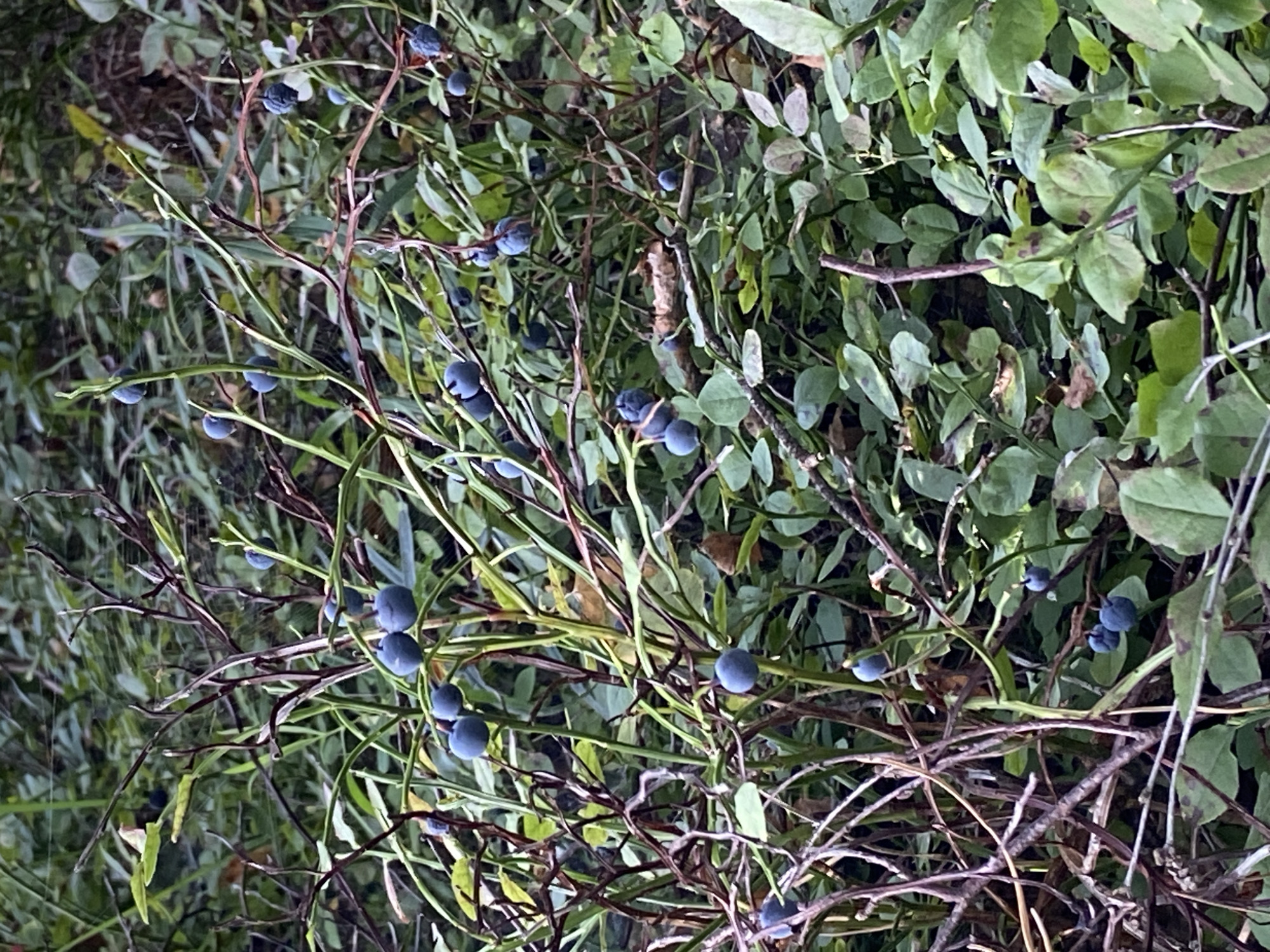 A close-up, eye-level shot captures a dense patch of wild blueberry bushes laden with ripe, dark blue berries. The bushes are characterized by thin, purplish-brown branches intertwined with vibrant green leaves, some of which show signs of wilting or browning. The berries are clustered along the stems, appearing in various stages of ripeness, with some a lighter blue and others a deeper, almost black hue. The background consists of a soft focus of more greenery and foliage, suggesting an outdoor, natural environment. The lighting is subdued, indicative of an overcast day or shaded area. The image is an undistinguished view of a section of woodland, likely in a rural or natural setting within Зимородок Днп, Russia, focusing on the bounty of the blueberry harvest. There are no people or animals visible, and no discernible human activity other than the implied presence of someone documenting the scene.