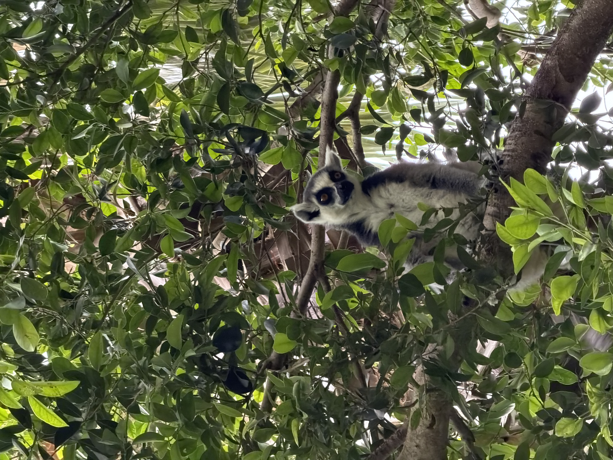 A Ring-tailed Lemur (*Lemur catta*) is positioned centrally in a dense canopy of green foliage, situated on a thick tree branch. The lemur sits upright, facing directly forward, with its head slightly tilted and an alert expression. Its face features distinct black eye patches surrounding amber-brown eyes, a white muzzle area, and prominent, pointed white ears. Its body appears grey on the back and white on the underside and limbs. The surrounding environment is dominated by numerous small, ovate leaves of varying shades of green, indicative of dense tree cover. Natural light filters through the foliage, creating bright highlights on some leaves and casting shadows in deeper areas. The scene is located in Valencia, Spain.