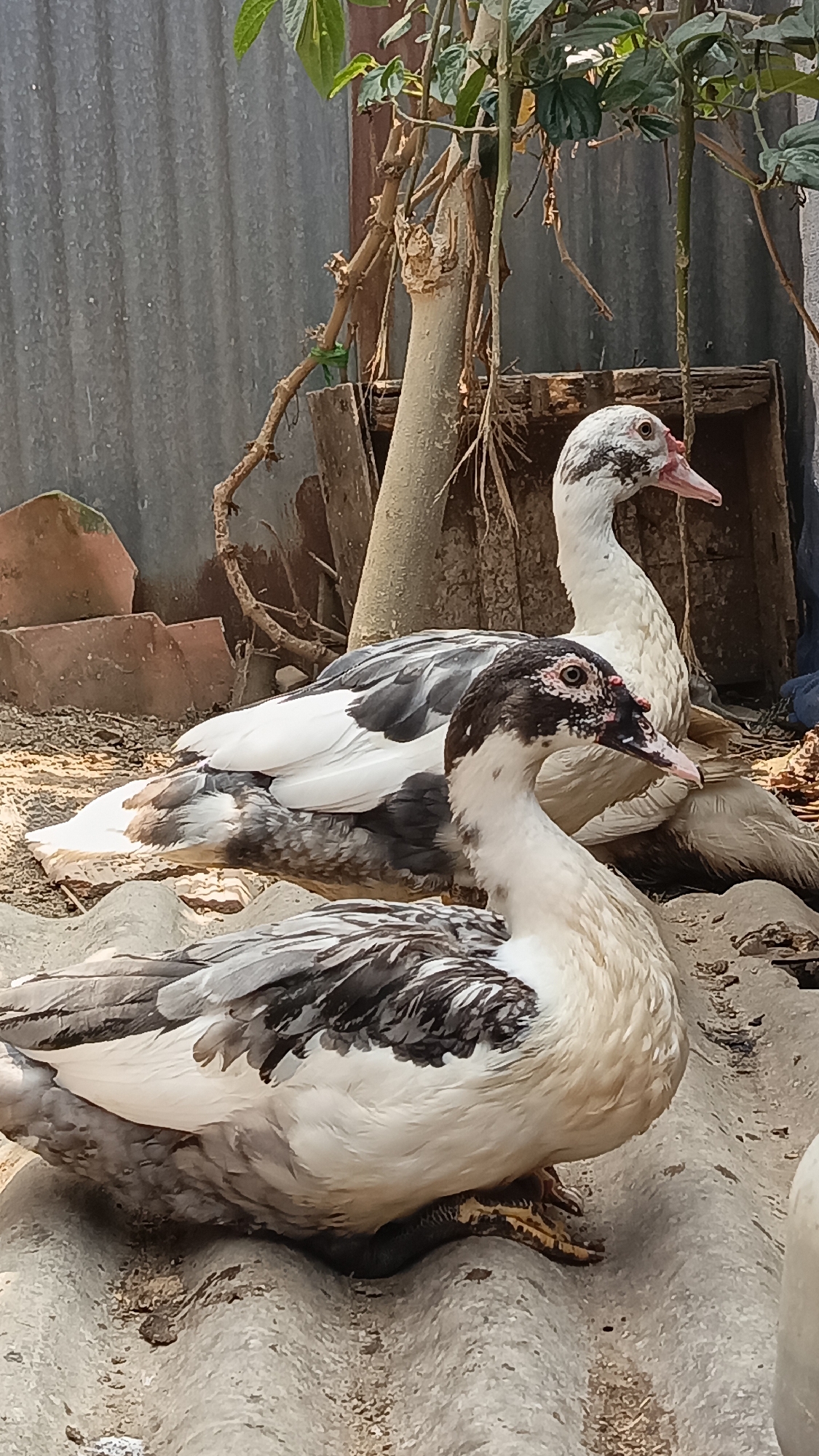 Two ducks, likely Muscovy ducks due to their distinctive facial caruncles, are resting on a corrugated surface. The duck in the foreground is white with black markings on its wings and head. The duck behind it is predominantly white with some black and grey markings on its wings. Both ducks have pink beaks and visible red caruncles around their eyes and beaks. The environment appears to be outdoors, with a corrugated metal or asbestos wall in the background, some dried branches and leaves, and red brick fragments. The lighting suggests it is daytime. The image was likely taken in Kebumen, Indonesia, given the prompt, but this cannot be definitively confirmed from the visual information alone.