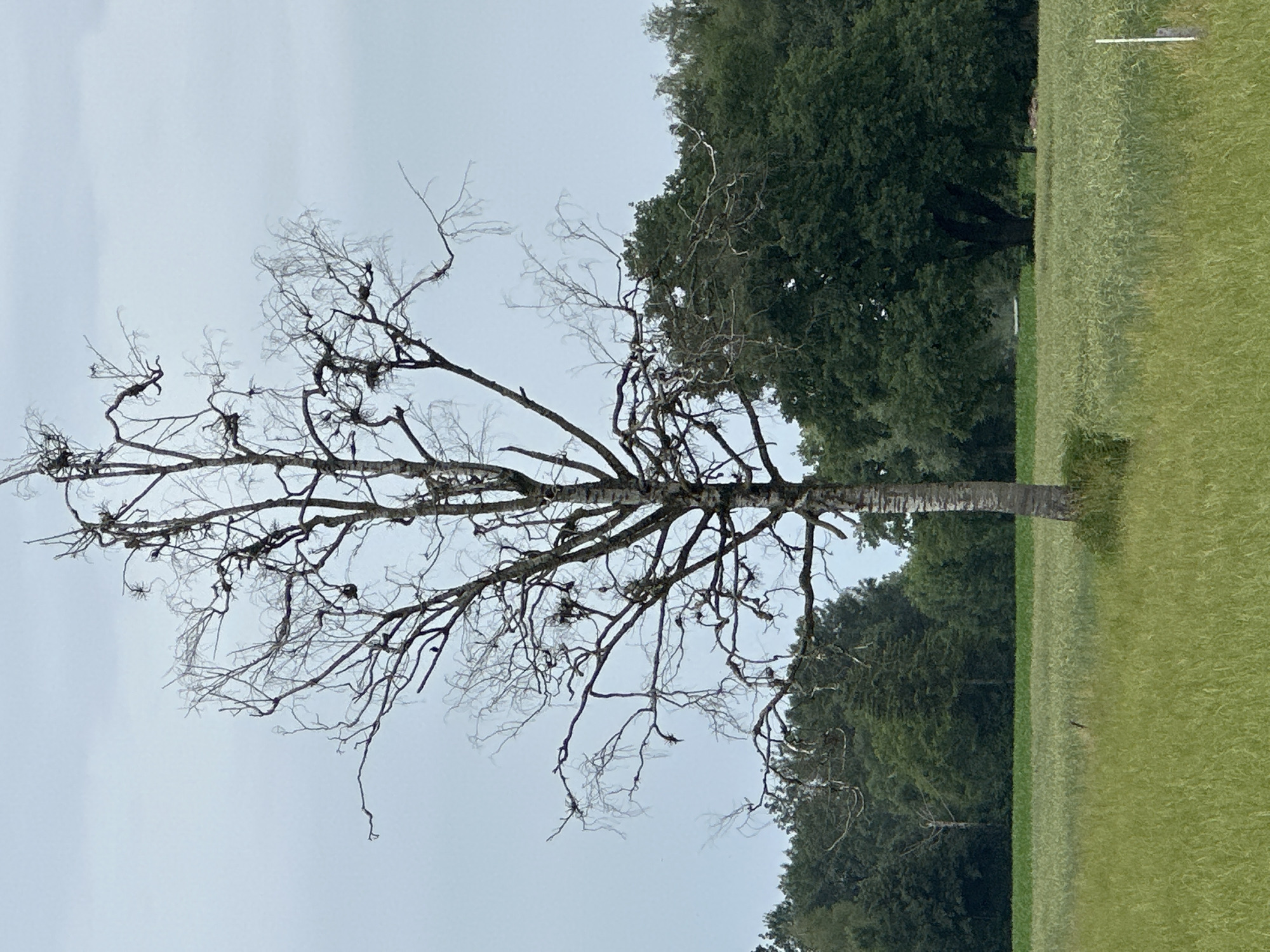 The image shows a dead tree in a field under an overcast sky. The tree is slender and has many bare, twisting branches. In the background, there is a line of green trees. The field in the foreground is covered in tall green grass. The location is Lauterach, Austria.