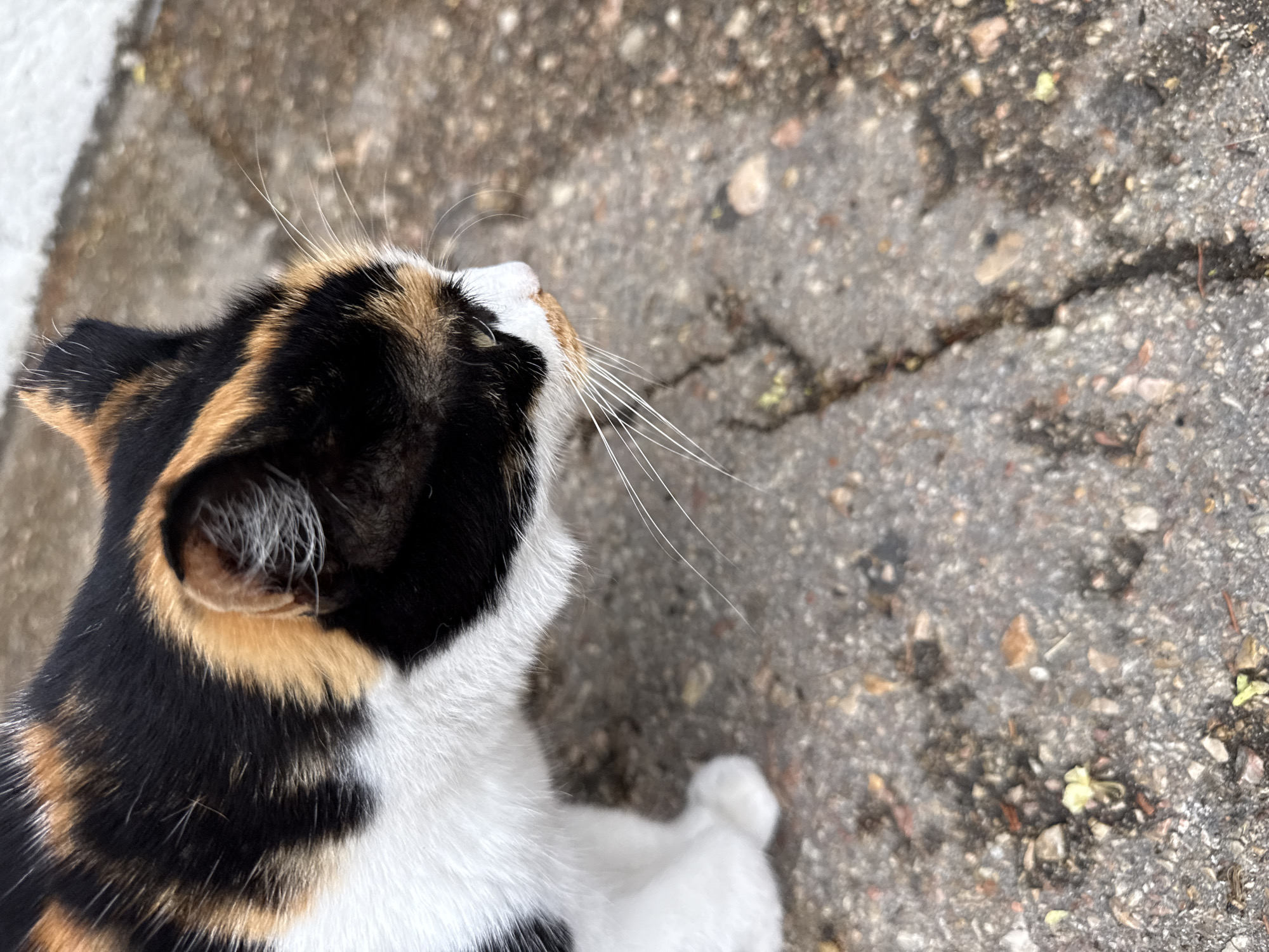 The image shows a close-up, high-angle shot of a calico cat in Inkerman, Ukraine. The cat, primarily black, white, and orange, is facing to the right, with its head and torso visible. Its fur is short and dense, with distinct patches of color. The cat's whiskers are long and white, extending outwards. It is positioned on a rough, grey concrete surface that appears cracked in places and has small pebbles and debris scattered on it. The background is slightly blurred, suggesting a shallow depth of field, and shows more of the concrete surface. The overall lighting indicates it is daytime, likely outdoors.