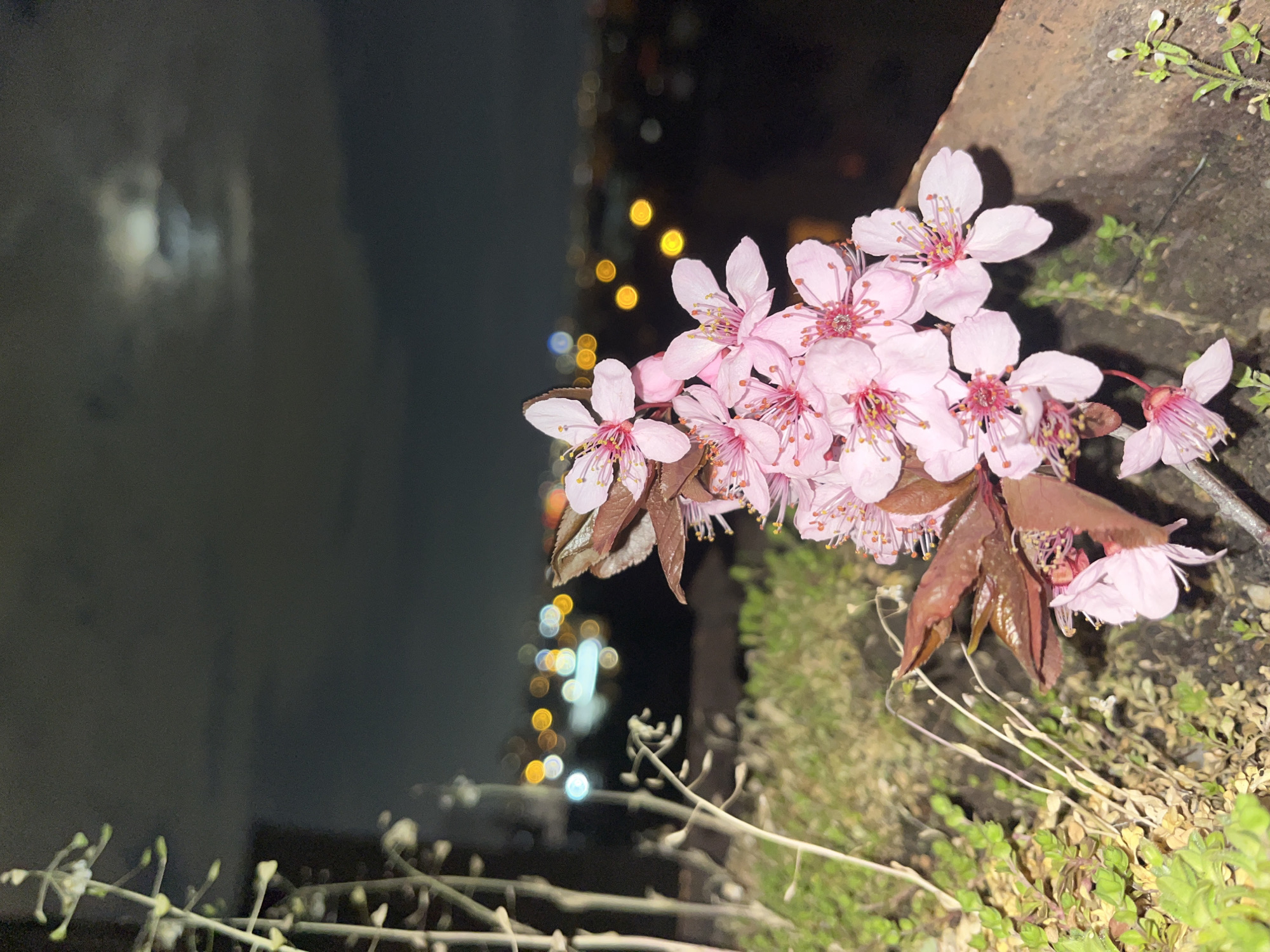 The image shows pink blossoms of a flowering tree or shrub in the foreground. The flowers are clustered, with some brown leaves visible amidst the blossoms. The plant is growing out of a stone or concrete wall covered in moss and small vegetation.
In the background, a dark body of water is visible with blurred, scattered lights reflecting on its surface, suggesting a nighttime scene. The lights on the opposite side of the water suggest a cityscape. The blurred lights are yellow and white.
Based on the presence of specific tree species and the city's landmarks reflected in the water, the location could be the city of Sofia, Bulgaria, near the Vitosha mountain.