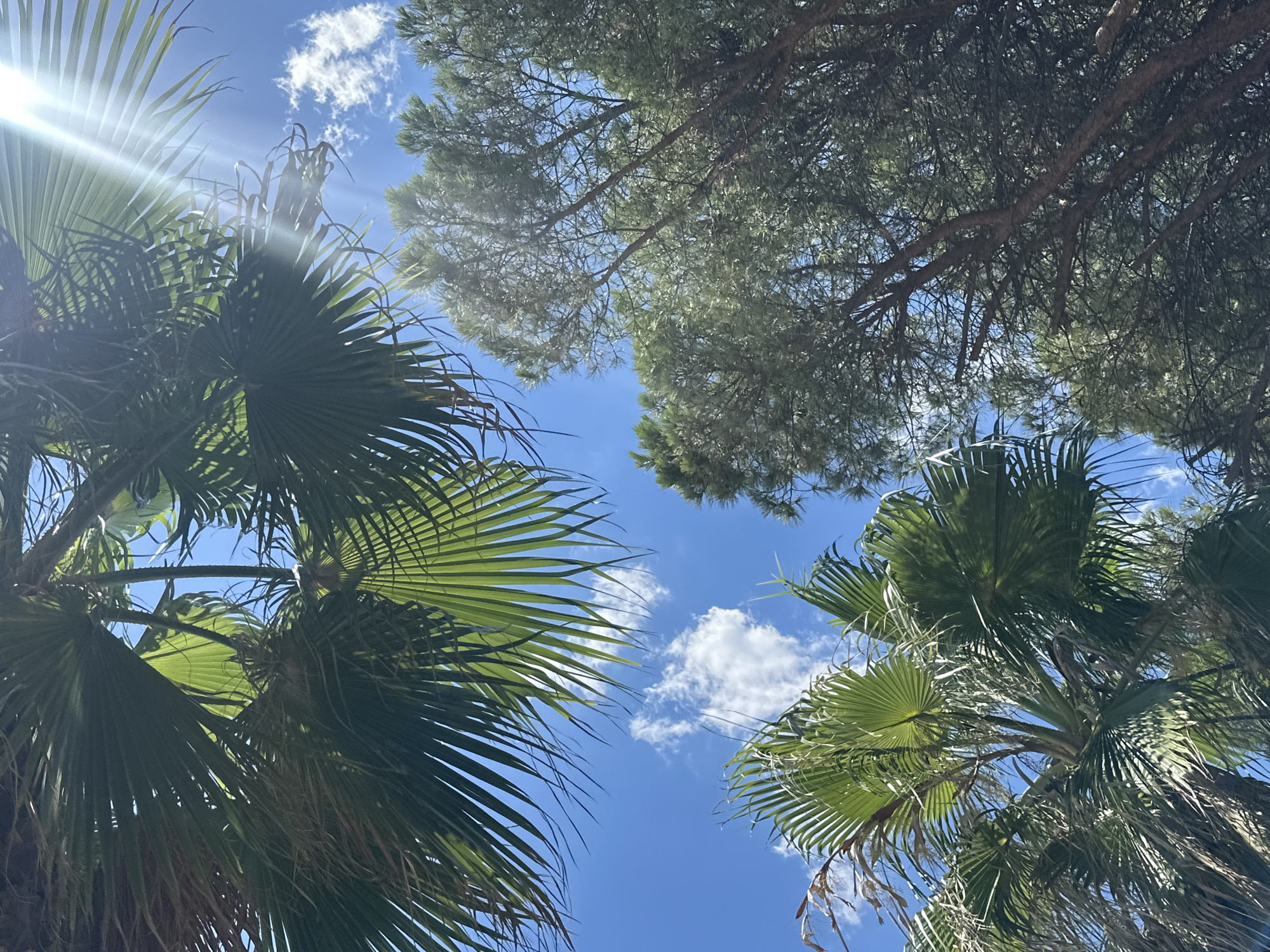 This image, captured in Igalo, Montenegro, offers a perspective looking upwards towards a bright blue sky dotted with a few wispy white clouds. Lush green palm fronds dominate the foreground and upper portion of the frame, with sunlight glinting through them, creating lens flares and dappled light. In the background, the dense foliage of a pine tree, characterized by its needle-like leaves and rough bark, fills the right side of the image. The overall scene conveys a warm, sunny day, likely in a coastal or Mediterranean setting, with the interplay of light and shadow adding depth and texture.