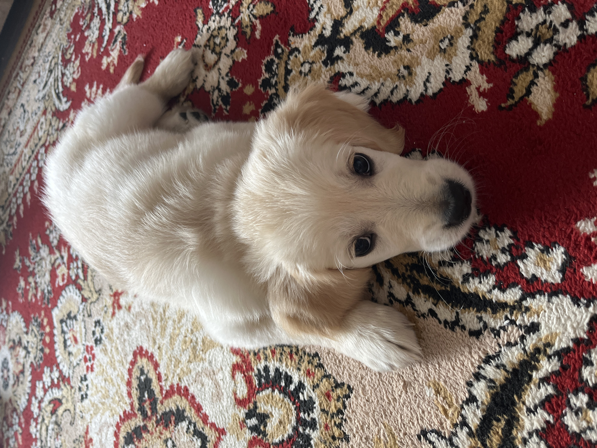 A light-colored puppy lies on a patterned carpet in Старый Сусадыбаш, Russia. The puppy is mostly white with some light brown fur on its ears. It's lying on its side, looking up at the camera with dark eyes. The carpet is red and beige with intricate patterns.