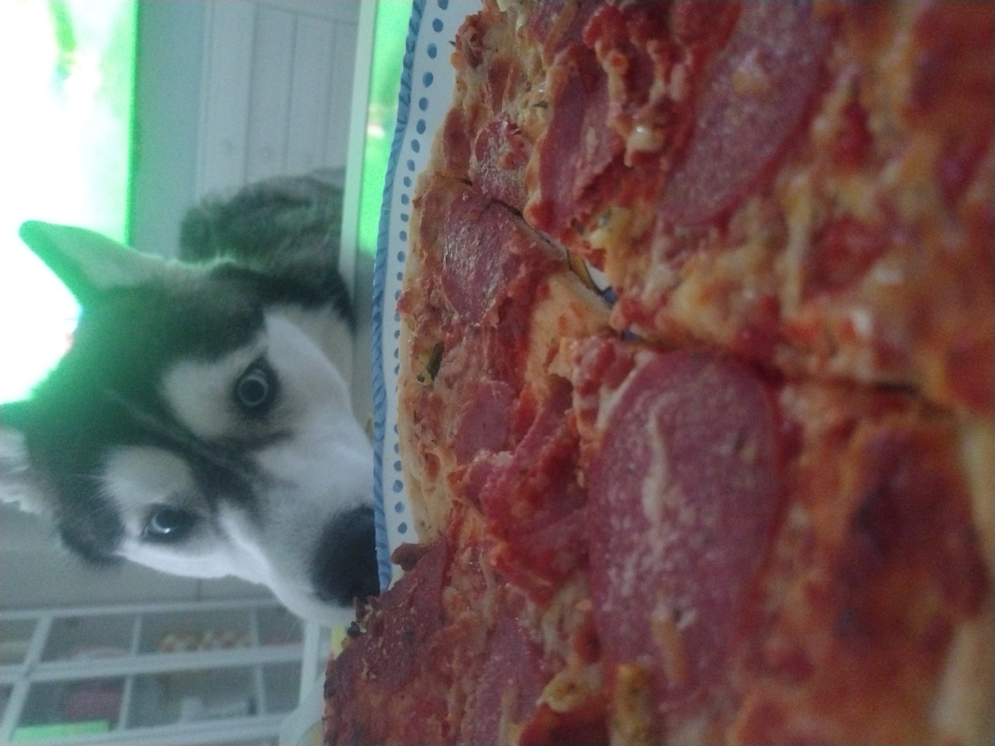 The image shows a close-up of a pizza with a husky dog's head peeking over the top. The pizza is on a plate with a blue and white patterned rim. The dog has black and white fur and blue eyes. The background is blurred and appears to be an indoor setting with shelves or cabinets. There is no discernible location information provided within the image to suggest it is in Crauthem, Luxembourg.