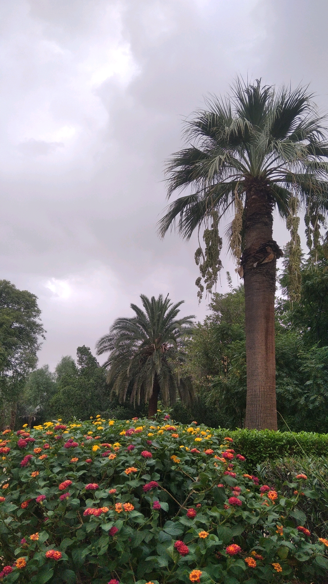 The image depicts an outdoor scene with a foreground of a lush garden bed brimming with colorful flowers, predominantly in shades of red, orange, and yellow. The flowers are small and clustered, creating a vibrant carpet of color against the deep green foliage. Behind the flowers, two palm trees are visible. The larger palm tree on the right is thick and tall, with its trunk prominently featured and a cluster of what appear to be seed pods hanging from its fronds. A smaller palm tree is positioned to the left and further back, with a fuller crown of fronds. The background consists of dense green trees and foliage, suggesting a park or botanical garden setting. The sky is overcast with a dull, grey hue, indicating a cloudy day. The overall impression is of a well-maintained garden environment, potentially in a warm climate.
The scene is likely located in the city of Marrakesh, Morocco, a city renowned for its lush gardens, including the Jardin Majorelle and the Menara Gardens, which feature numerous palm trees and diverse flora. The style of the palm trees and the vibrant flowering plants are consistent with the vegetation found in the region. No people or animals are visible in the image. The lighting suggests it is daytime, but the overcast sky diffuses the light, creating soft shadows and a muted color palette. The perspective is from ground level, looking slightly upwards towards the palm trees and the sky. The image is a still photograph, capturing a moment in time without any discernible action or interaction.