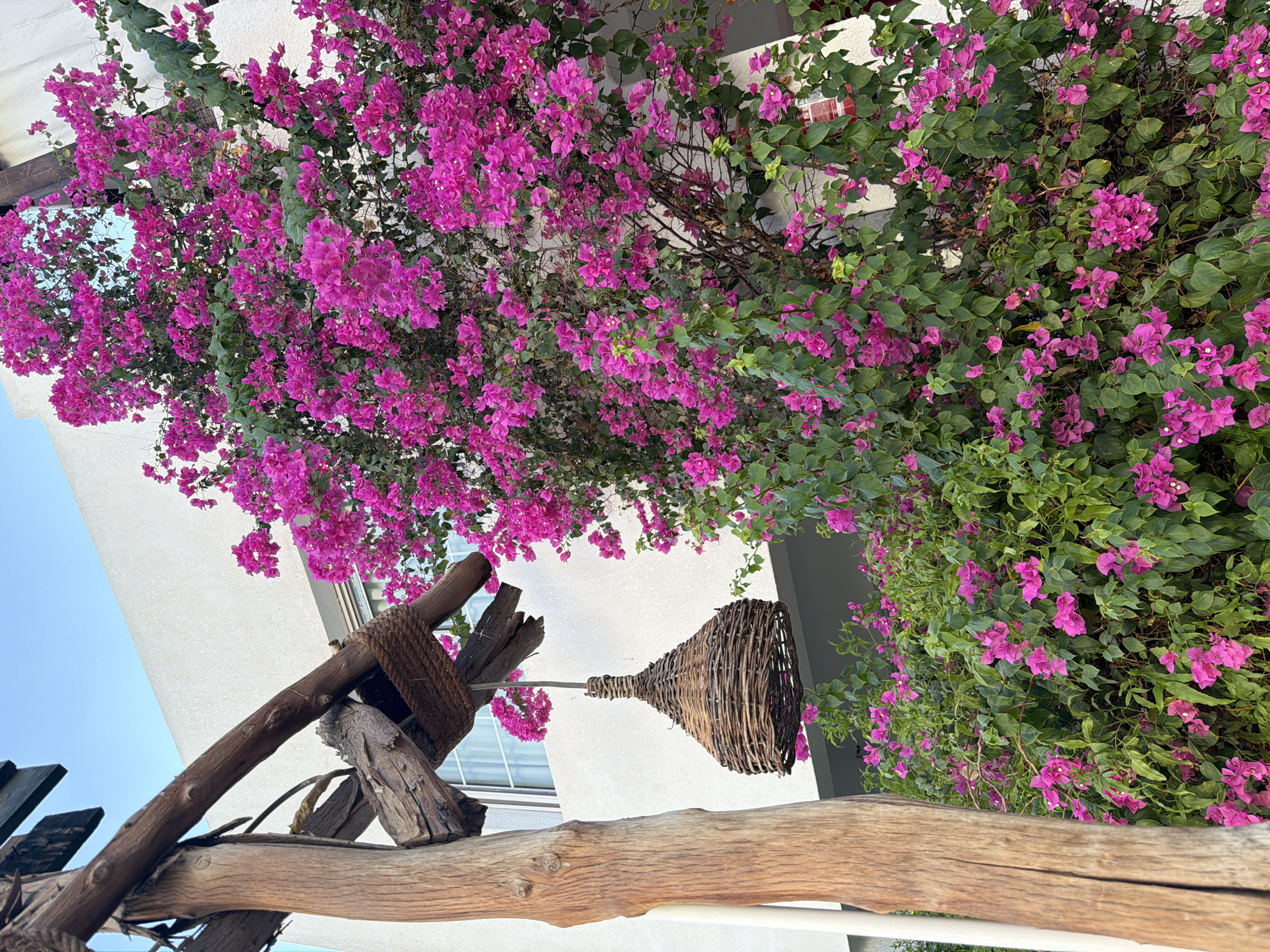 The image depicts an outdoor scene with a large, vibrant bougainvillea plant in full bloom, its magenta flowers creating a striking contrast against a white building and a clear blue sky. In the foreground, a rustic wooden structure, possibly part of an awning or trellis, is visible. Hanging from this structure is a woven wicker pendant light, adding a touch of natural, artisanal decor. The building appears to be of modern design with clean lines. The overall setting suggests a warm, sunny climate, consistent with Sharm El Sheikh, Egypt, known for its resort areas and lush flora. There are no people or animals visible in the frame. The scene is static and peaceful, highlighting the beauty of the flowers and the architectural elements.