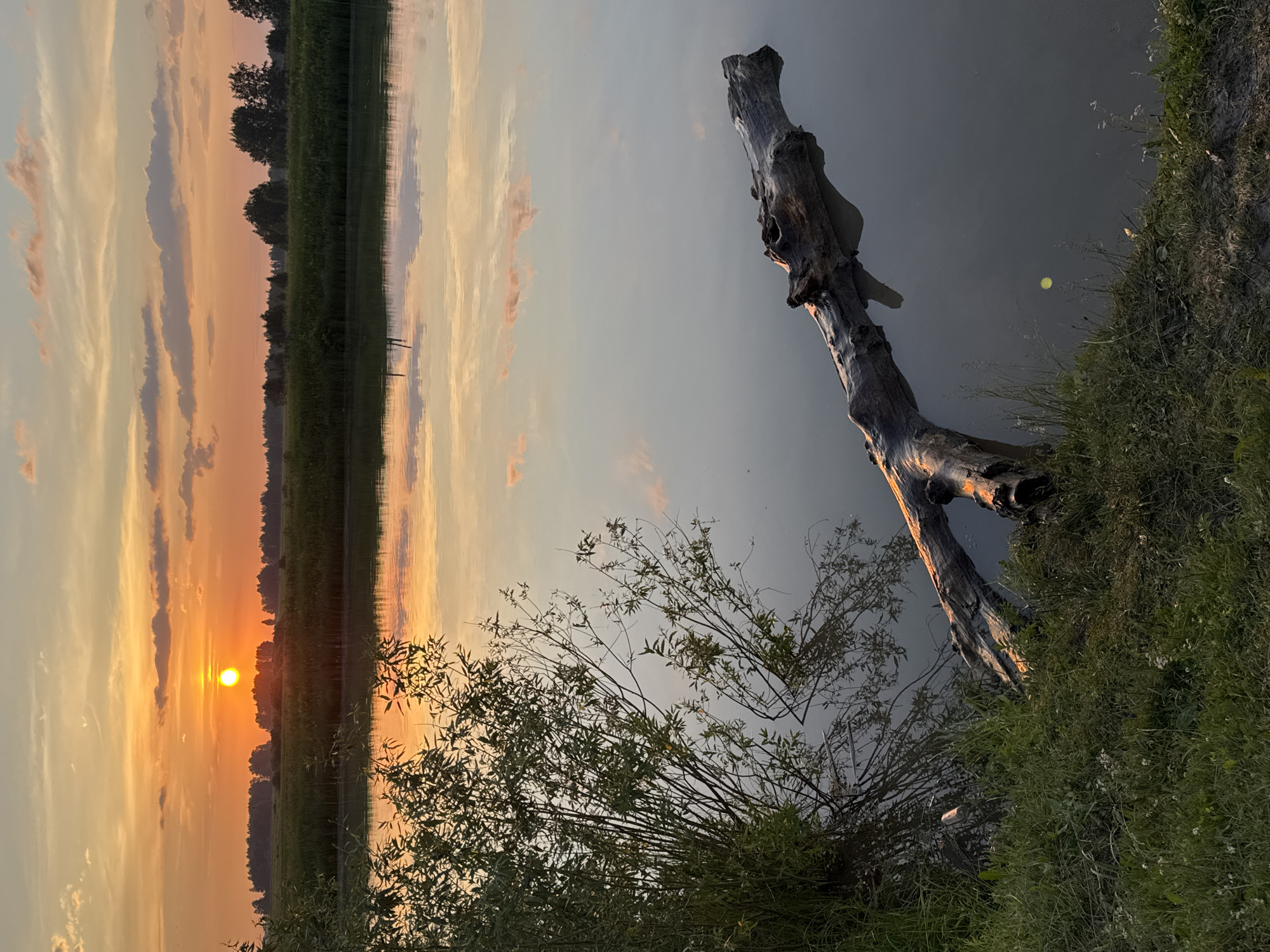 The image depicts a sunset over a body of water with a fallen log partially submerged. In the foreground, tall green grass and reeds line the bank of the water. A large, gnarled tree trunk lies horizontally in the water, its weathered bark visible. In the background, a line of trees and vegetation forms a dark silhouette against the vibrant orange and yellow sky. The sun, a bright orb, is setting just above the horizon, casting a warm glow that reflects on the still surface of the water. The sky is filled with streaks of orange, yellow, and scattered clouds, with a hint of pink. The overall scene is serene and natural, suggesting a rural or undeveloped area, potentially the outskirts of Bigila, Russia, given the context. There are no people or animals visible in the image.