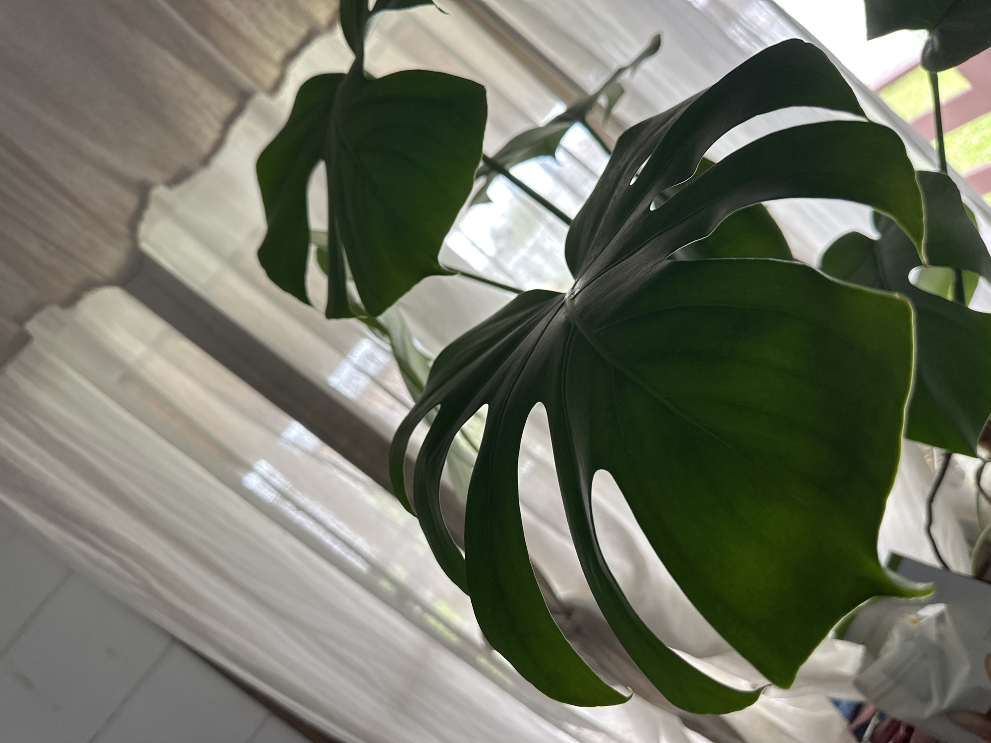 A close-up, low-angle shot focuses on the large, dark green, fenestrated leaves of a Monstera plant. The leaves are positioned in the foreground, with their characteristic holes and split edges clearly visible. Behind the plant, sheer white curtains are drawn, allowing diffused sunlight to filter through, creating a soft, airy background. The light casts subtle shadows and highlights on the leaves, emphasizing their texture and form. Hints of what appears to be a window frame and possibly some greenery can be seen through the curtain. The overall impression is one of indoor greenery bathed in natural light. The image does not provide any discernible information about the city of Nizhneye Myachkovo, Russia.