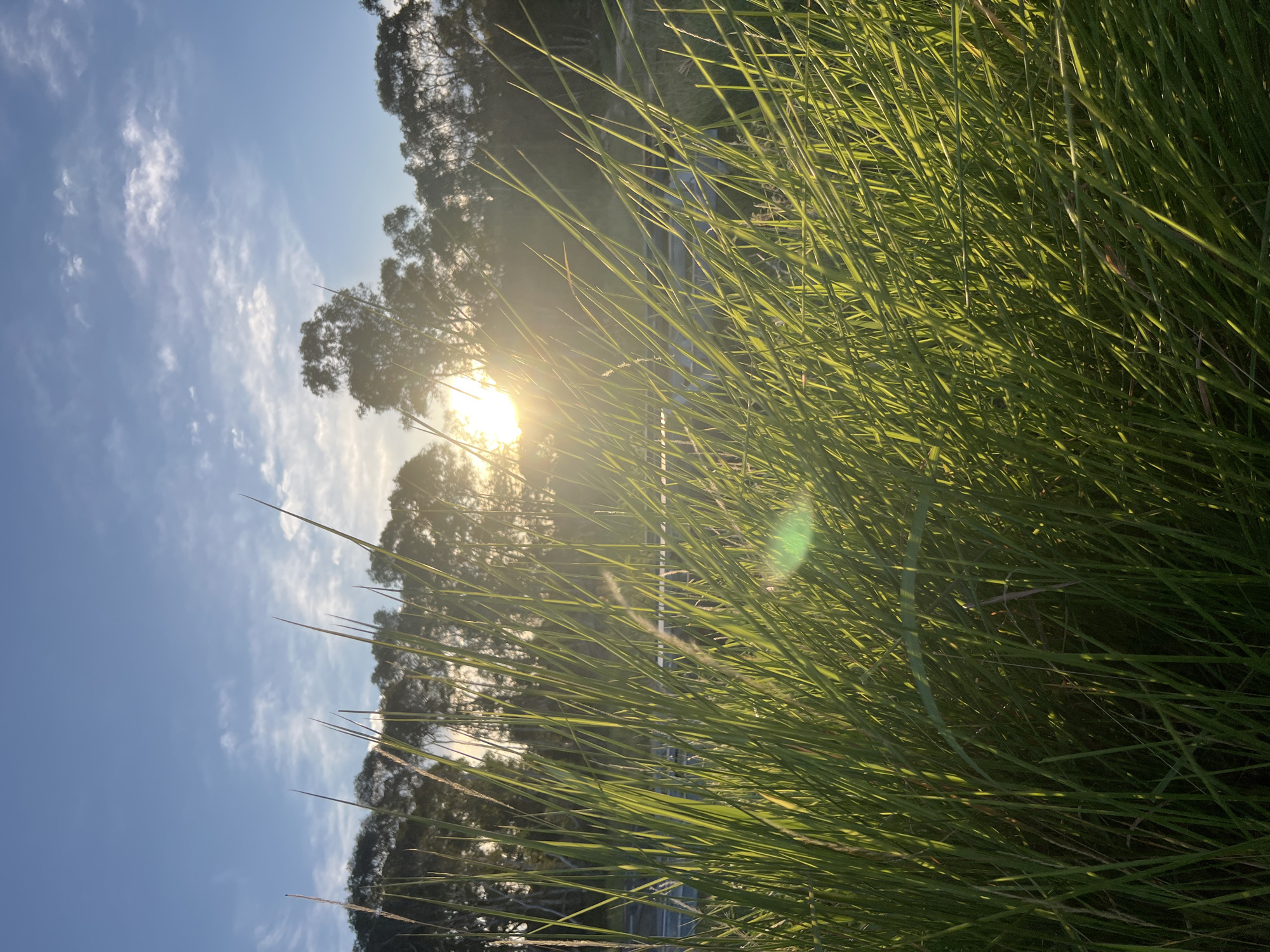 The media file depicts a close-up view of tall, green grass blades in the foreground, with the sun's rays filtering through them, creating a bright, hazy effect. The sun itself is visible as a bright orb, partially obscured by the grass and trees in the background. In the mid-ground, silhouetted trees and foliage are visible, with hints of a pathway or road behind them. The sky above is a clear blue with scattered, wispy white clouds. The overall lighting suggests it is either sunrise or sunset, casting a warm glow over the scene. The image conveys a sense of natural beauty and tranquility. There is no visible text in the media file. The location context is Koh Phangan, Thailand.