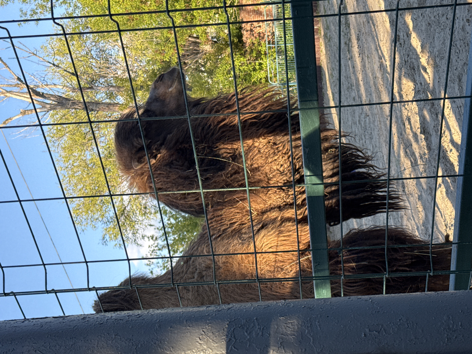 A large, brown, hairy animal resembling a llama or alpaca is seen through a green wire fence. The animal's head and upper body are visible. The background includes a glimpse of trees with green foliage and a patch of blue sky. The scene appears to be set in an enclosure, possibly at a zoo or farm. The photograph was taken in the city of Rostov-on-Don, Russia.