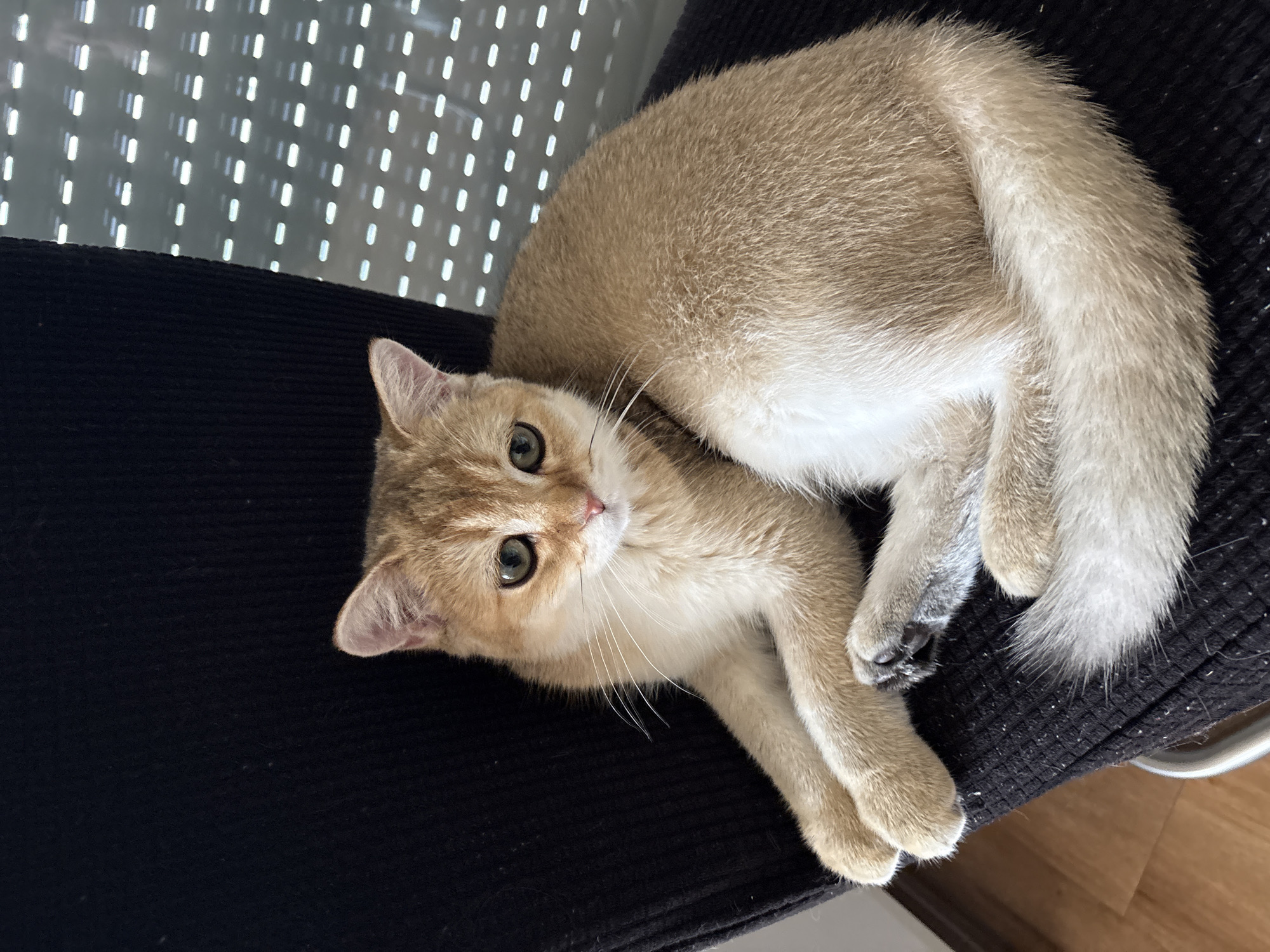 A golden British Shorthair kitten is lying on a black chair. The kitten has green eyes and a fluffy tail. The background is a window with blinds. The image was taken in Bönnigheim, Germany.