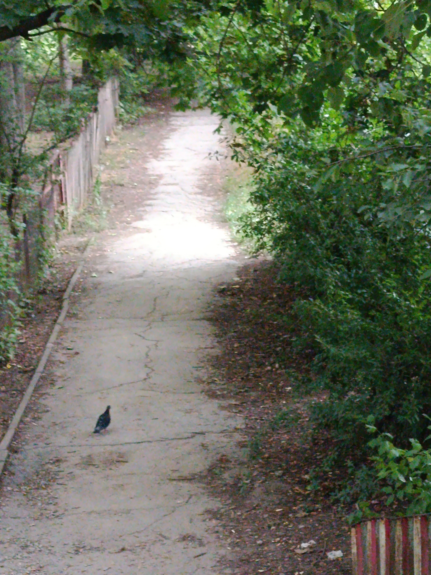 The image shows a bird on a cracked concrete path in a park or green space in Chișinău, Moldova. The path is lined by a wooden fence on the left and dense green foliage on the right. The path leads into a brightly lit area in the distance. The overall scene suggests a tranquil, natural setting within the city.