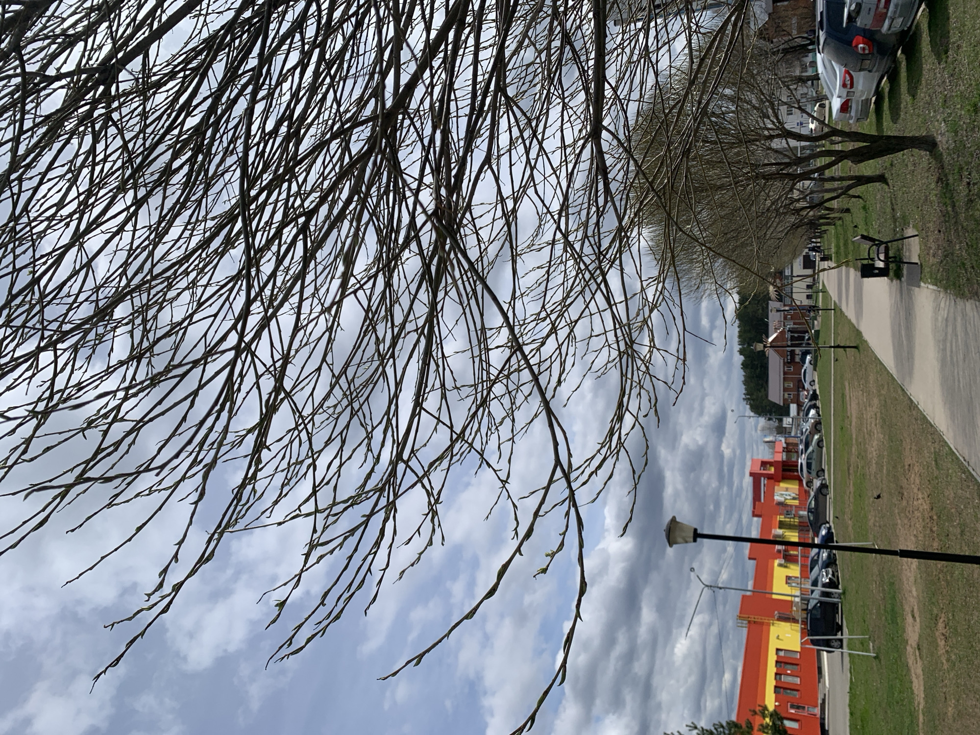 This media file captures an urban street scene in Chaikovsky, Russia, likely during early spring. The primary subject in the foreground consists of numerous bare tree branches, some of which are beginning to show small, nascent green buds, indicating the season. These branches, dark against the sky, occupy the upper and left portions of the frame.
The setting depicts a public area with a paved sidewalk running horizontally across the midground. To the left of the sidewalk, a narrow strip of green grass separates it from a long row of deciduous trees, mirroring the budding state of the foreground branches. Further left, beyond the trees, several cars are parked alongside what appears to be a road or parking lot.
In the mid-to-background, there are several multi-story buildings, most notably a prominent structure on the right side that is painted in alternating sections of bright red and yellow. Numerous windows are visible on this building. In front of this building, more cars are parked. A distinctive black streetlight with a round fixture is positioned in the lower-mid right, extending upwards. The sky is overcast with a mix of light and dark grey clouds, suggesting a cloudy day. The overall atmosphere appears calm and unhurried.
No specific human activity is visibly taking place, and no discernible text is present in the image. The time of day appears to be daytime, given the general illumination, though the cloudy sky diffuses the light.
