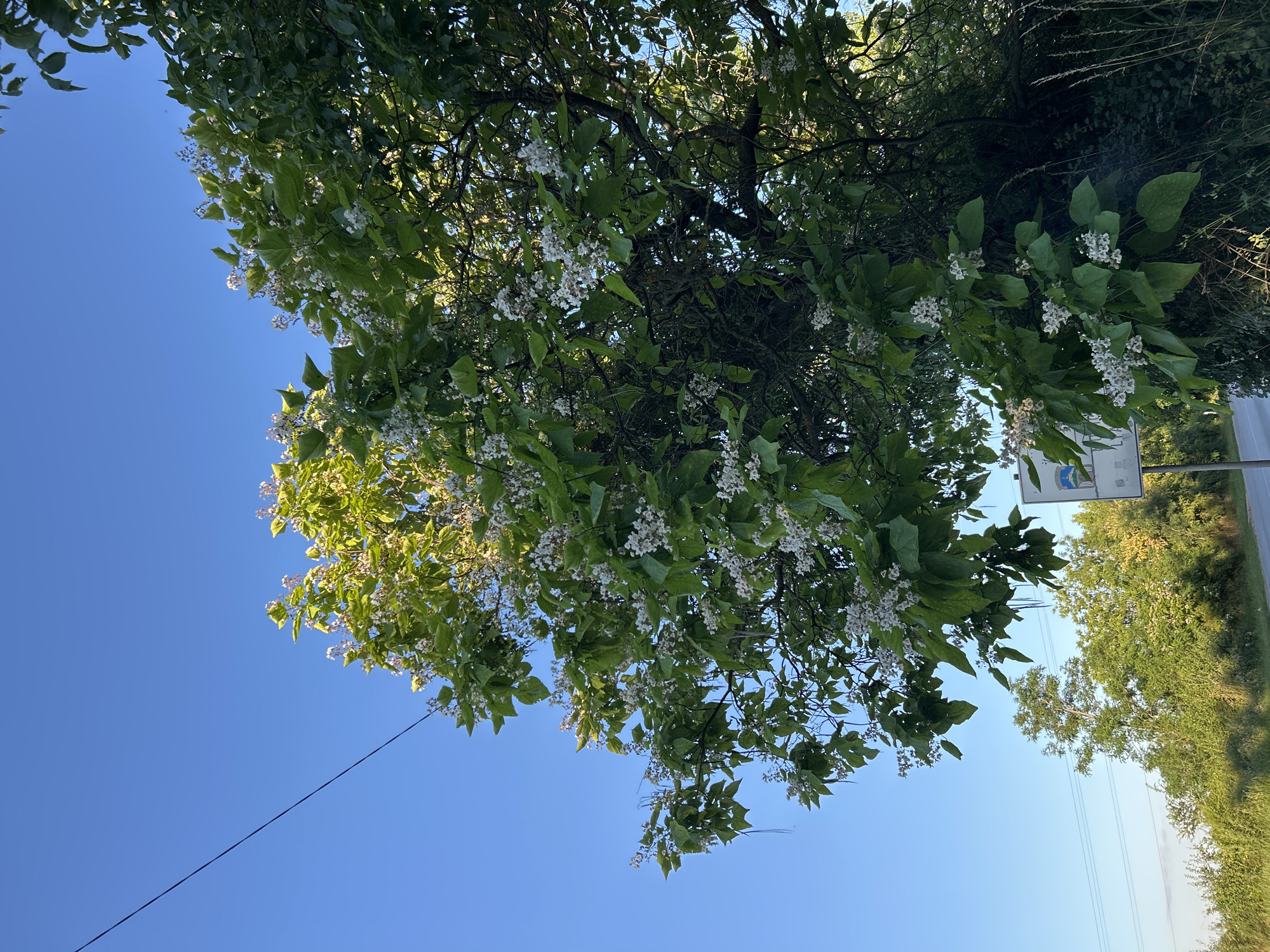 A low-angle shot captures a flowering tree with large green leaves and clusters of small white flowers against a clear blue sky. A dark electrical wire runs diagonally from the upper left corner across the sky. In the middle ground, behind the tree, is a dense cluster of green foliage and trees. In the background, there is a road to the left with power lines stretching across the horizon. To the right of the road, a white sign with blue and yellow emblems is partially visible, mounted on a pole. The foreground shows dry grass and more foliage. The scene appears to be in an outdoor, possibly rural or suburban, setting.