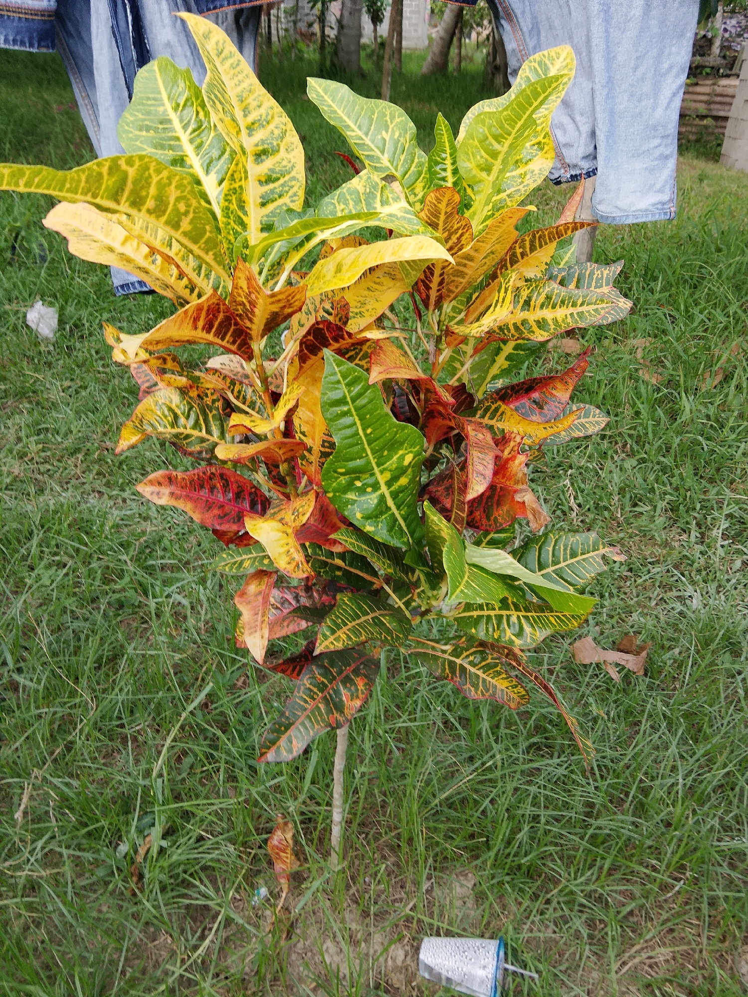 The image shows a small, bushy plant with vibrantly colored leaves, predominantly yellow, green, and red. The plant is situated in a grassy area, with some dry leaves and a plastic cup visible on the ground around it. In the background, the lower portion of two pairs of denim jeans is visible, suggesting the presence of people nearby, though they are not the primary focus. The scene appears to be outdoors, possibly in a park or garden, given the grass and the leafy plant. The lighting suggests it is daytime, with no strong shadows indicating a specific time. The weather appears to be mild, as people are wearing jeans. The overall impression is one of a casual outdoor setting. There is no visible text in the image.