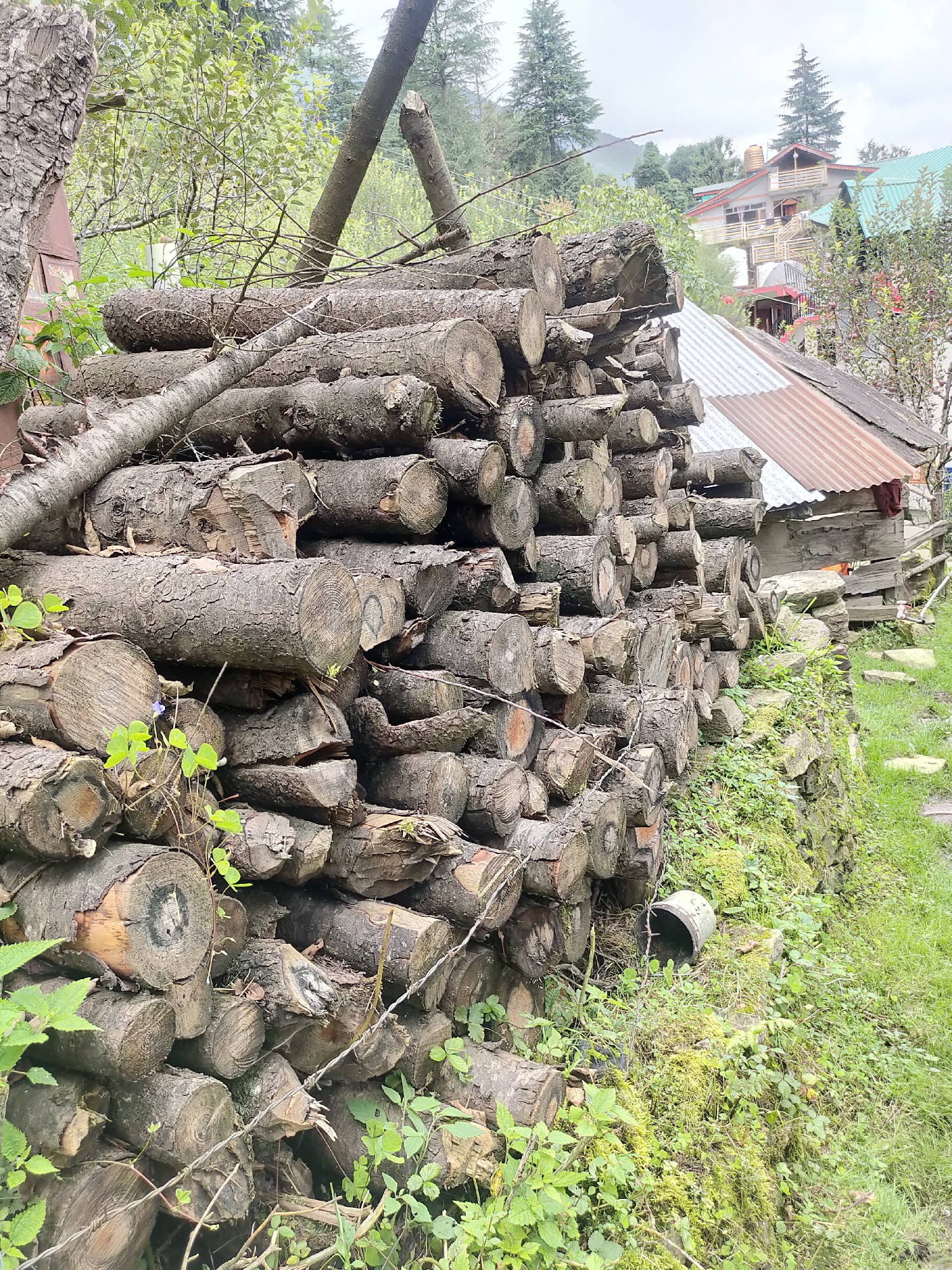 A pile of freshly cut logs is stacked against a hillside. The logs are of various sizes and shapes, and some are covered in moss and lichen. In the background, there are trees and houses. The sky is cloudy. The location is a rural area outside of Manali, India. The scene appears to be undisturbed.
