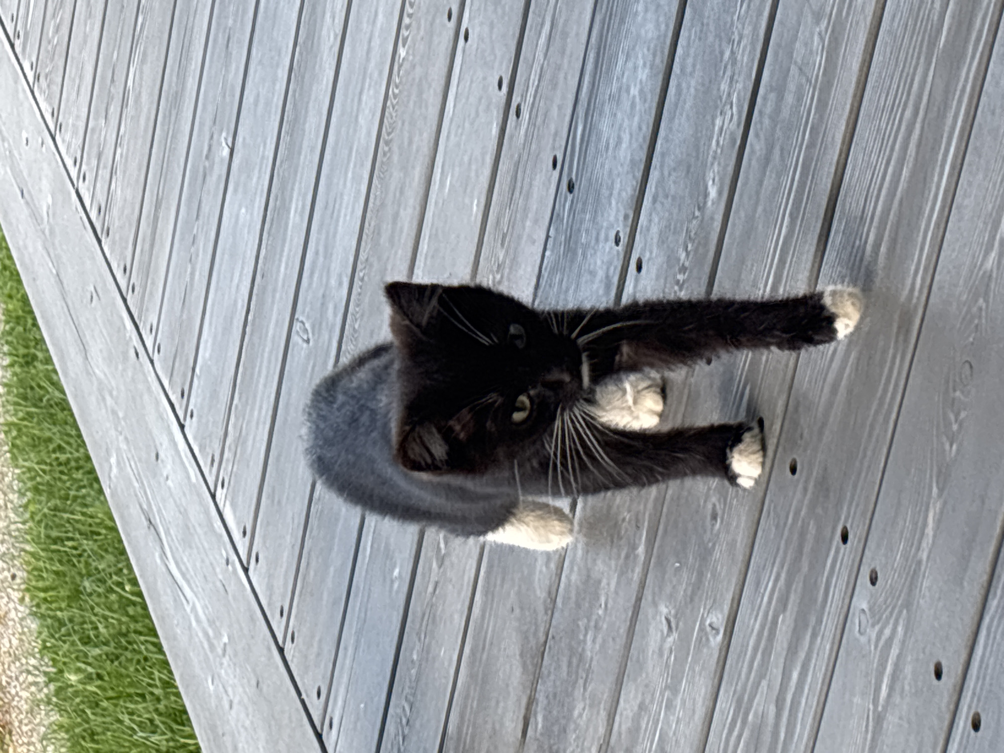 A black and white kitten walks on a wooden deck. The kitten has white paws and chest. The deck is made of gray wooden planks. In the background, there is green grass. The location is Zvenigorod, Russia.