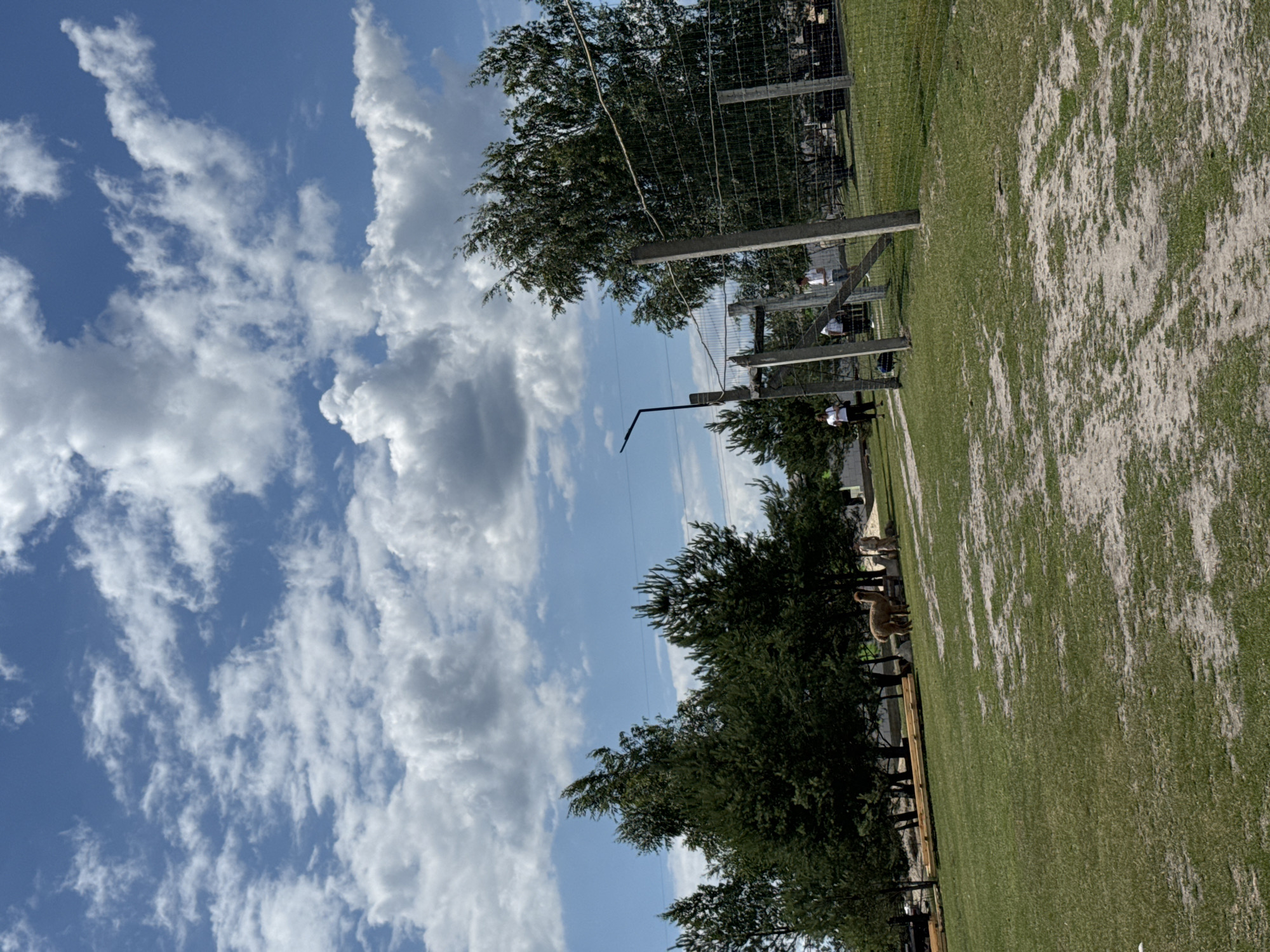 In an outdoor environment under a bright, cloudy sky in Kostiantynivka, Ukraine, a grassy field is bisected by a sandy path. A fence line, constructed of concrete posts and wire mesh, runs along the right side of the frame. Beyond the fence, several trees are visible. To the left, a group of trees stands out, with an alpaca and two individuals present in the field. Further to the left, a black pole with a light fixture is situated near a stand of trees. Several more individuals are observed near the fence.