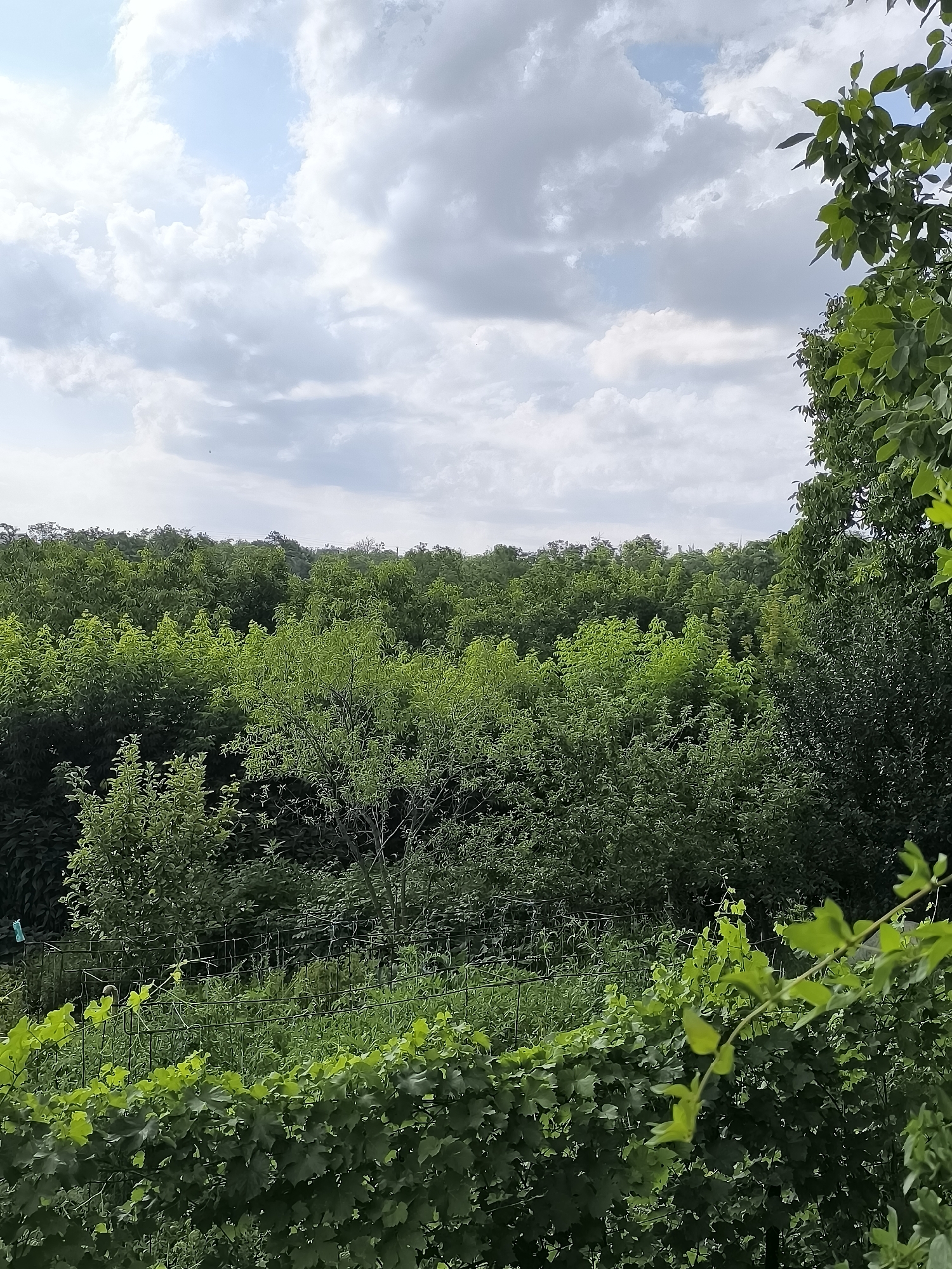 The image depicts a lush green landscape with a dense forest in the background and a vineyard in the foreground. The sky is partially covered with clouds, with patches of blue visible. The vineyard features vibrant green leaves on vines supported by a metal trellis. Behind the vineyard, a dense forest of various trees stretches across the horizon. The overall scene suggests an outdoor natural setting. There are no people or animals visible in the image. The scene is consistent with the rural outskirts or countryside areas surrounding Cricova, Moldova, known for its agricultural lands and wine production.