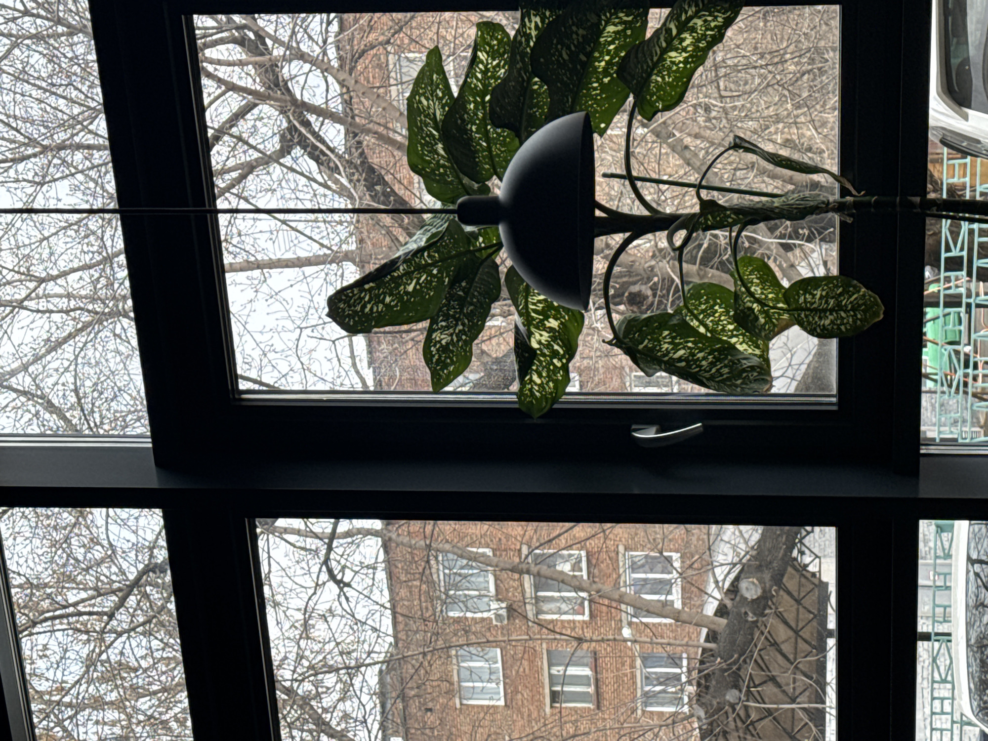 The image captures an upward view through a dark-framed window, presenting a juxtaposition of indoor greenery and an outdoor urban landscape. Dominating the upper central part of the frame is a lush, variegated plant, likely a Dieffenbachia, with large green leaves speckled with white or cream patterns. It appears to be hanging or growing downwards from above, integrated with a matte black, hemispherical fixture, possibly a planter or light.
Outside the window, a dense network of bare tree branches fills the view against a bright, overcast sky, indicative of winter or early spring. Through these branches, a reddish-brown brick building with multiple rectangular windows, featuring light-colored frames, is visible in the background, primarily in the lower and right sections of the image. The window structure itself is divided by thick, dark frames into several panes, with a metallic handle visible on one of the lower left panes. On the far right, a glimpse of a green, lattice-like structure is also discernible. The lighting is diffused, suggesting a cloudy day. No people or specific activities are depicted, and there is no visible text.