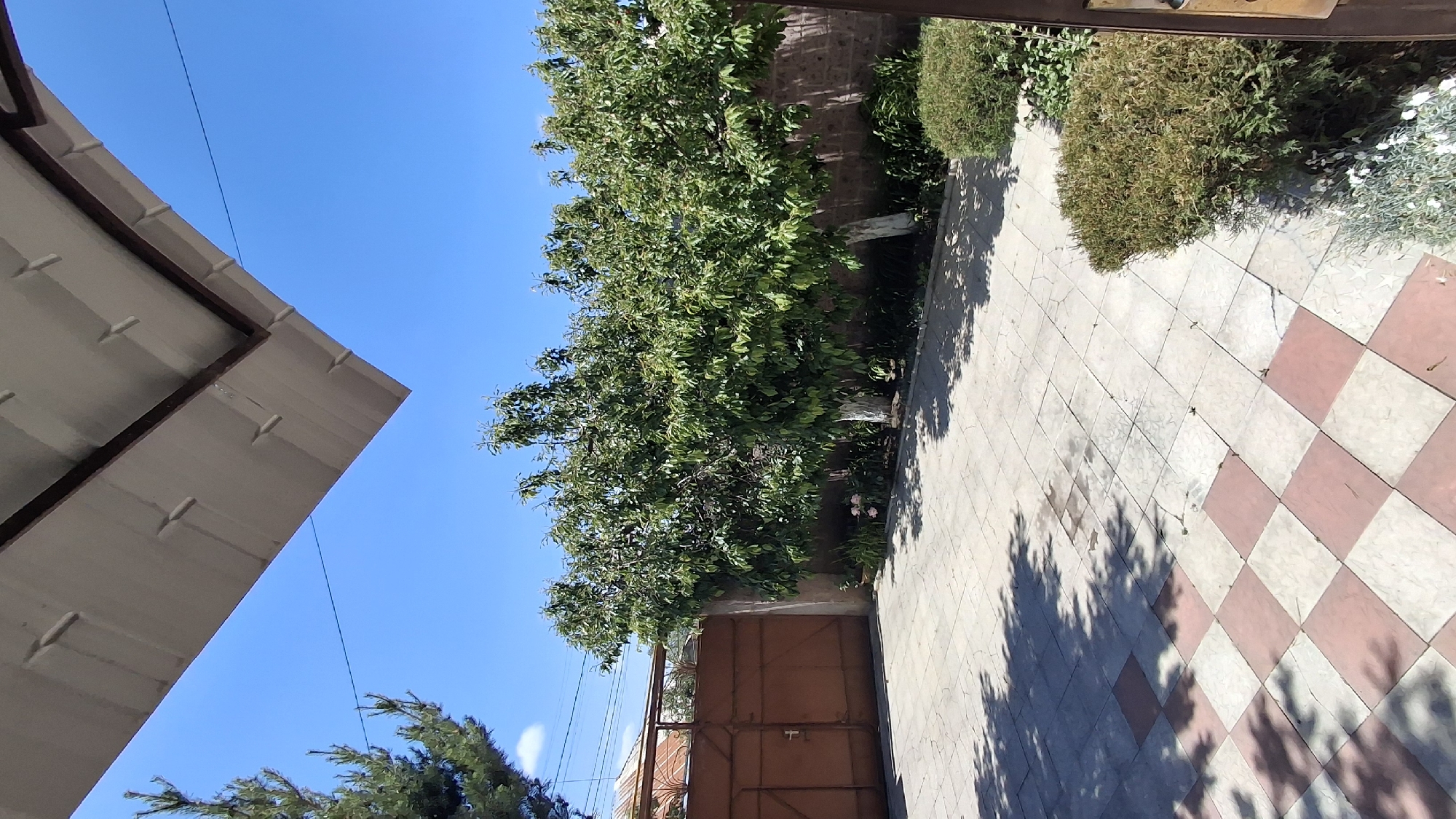 The image depicts an outdoor scene under a clear blue sky, suggesting a sunny day. On the left, a portion of a grey, corrugated metal roof structure is visible, angled upwards towards the sky. A thin black wire stretches across the frame from the roof to the right.
Dominating the center of the image is a large, lush green tree with dense foliage, its branches reaching upwards and outwards. The trunk of the tree appears to have been whitewashed in places. Behind the tree, a reddish-brown brick wall is partially visible.
To the right of the tree, a paved area features a pattern of alternating light and reddish-pink square tiles, arranged in a checkerboard fashion. Shadows from the tree and possibly other foliage are cast across this tiled surface, indicating the sun is high in the sky, likely late morning or early afternoon.
Further to the right, there are dense green bushes, some appearing somewhat dry and autumnal in color. In the background, a large, rustic, reddish-brown metal gate is visible, partially obscured by the tree and vegetation.
The setting appears to be a residential yard or garden area, with elements of both a constructed shelter and natural greenery. The presence of the gate and the tiled patio suggests a human-made environment. There is no text visible in the image. The overall impression is one of a bright, warm day in what could be a relatively private outdoor space.
