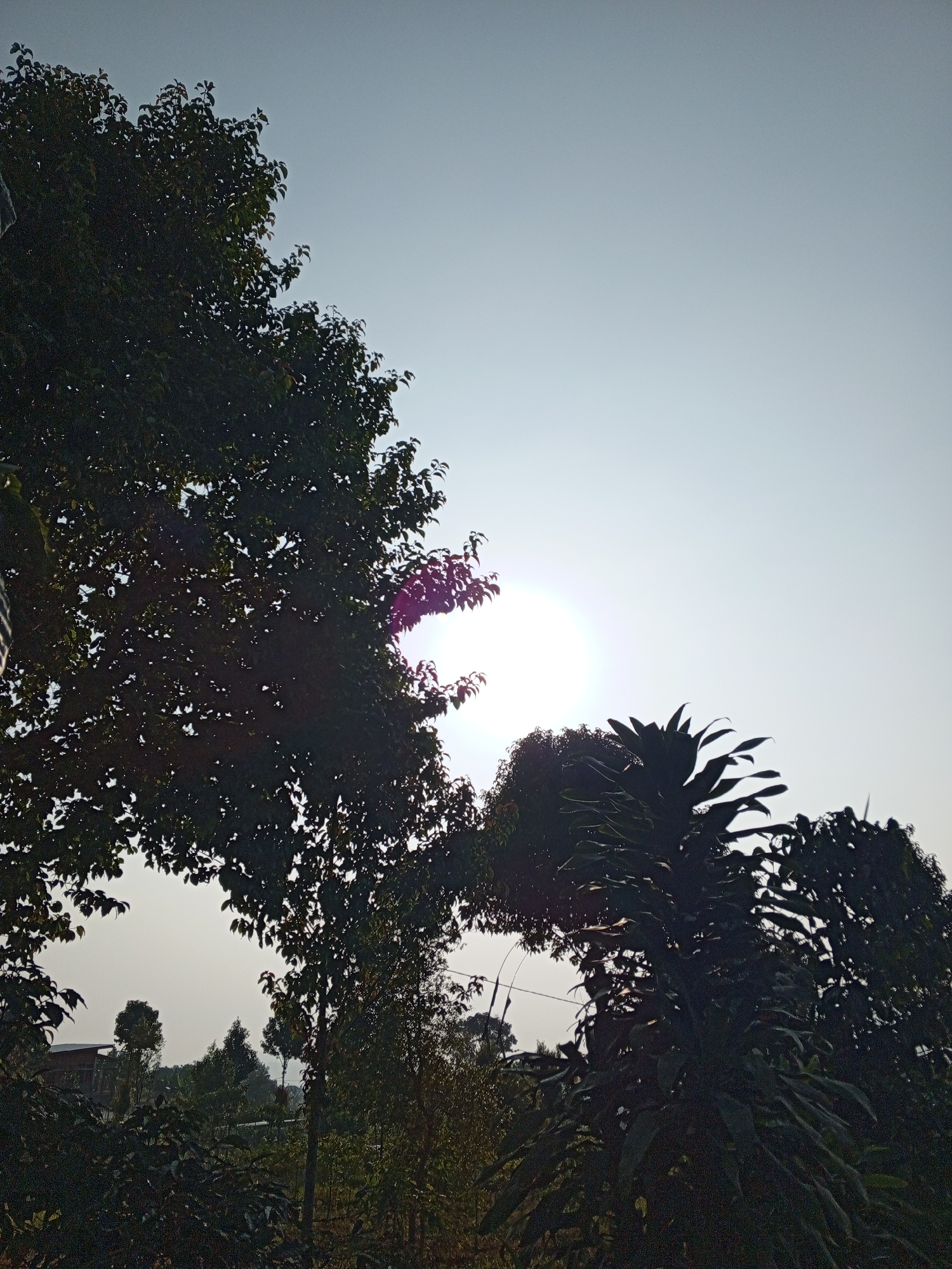 In Bellanneoya, Sri Lanka, a photograph captures a serene natural landscape under a pale, hazy sky. The sun, a luminous disc, is partially obscured by the dense foliage of a large tree in the foreground, creating a soft glow and lens flare. The tree's dark green leaves are silhouetted against the sky, with some leaves appearing reddish as they catch the sunlight. To the right, another tree with broad, spiky leaves stands prominently, also in silhouette. In the distance, smaller trees and vegetation are visible, hinting at a lush, rural environment. A hint of a building with a sloping roof can be seen peeking through the trees on the left, suggesting a proximity to human habitation within this natural setting. The overall atmosphere is one of tranquility and natural beauty.
