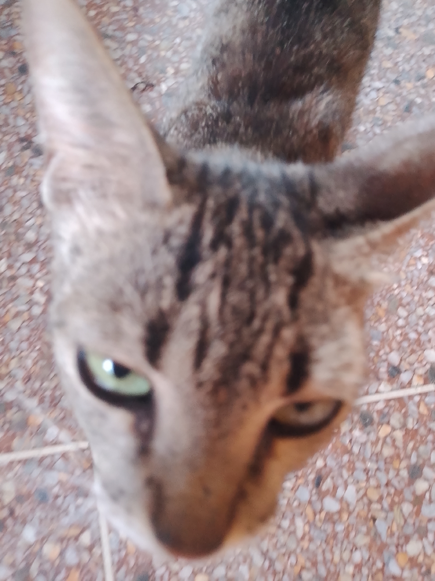 A close-up, high-angle shot shows the face of a tabby cat. The cat's fur is a mix of brown, grey, and black stripes. Its green eyes are wide open and looking up at the camera. The cat's ears are pointed and alert. The background is a tiled floor with a speckled pattern of brown, grey, and beige. The image appears to have been taken in Santa Ana, Venezuela, as indicated by the metadata.