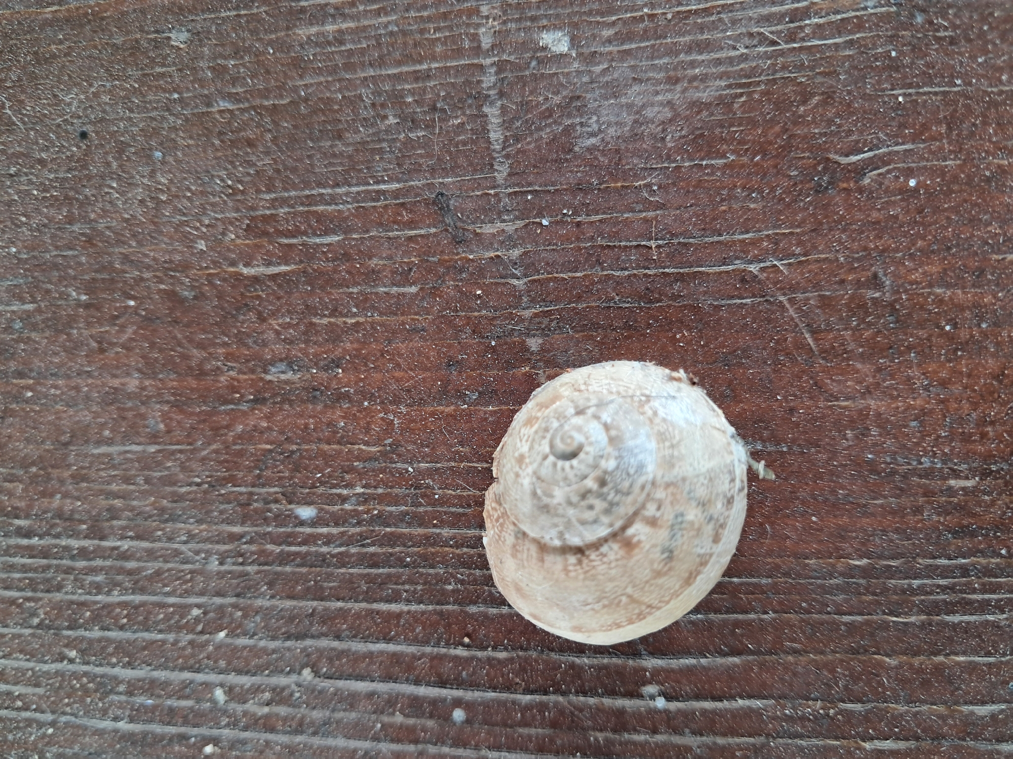 A single, light brown, empty snail shell rests on a dark brown, weathered wooden surface with distinct vertical grain. The shell is positioned in the lower left quadrant of the frame. The wooden surface is rough and shows signs of wear and tear, with numerous fine vertical lines and some scattered small white debris. The lighting appears to be natural, casting subtle shadows that highlight the texture of both the shell and the wood. The scene is devoid of any human presence or activity. The location is Amygdaleonas, Greece, specifically on a wooden surface.