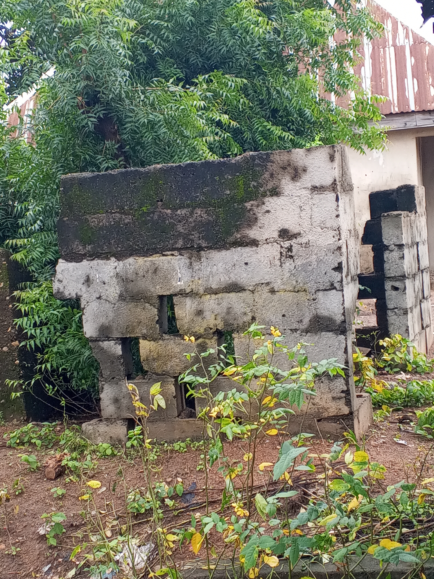 In the city of Nyita, Nigeria, a concrete structure, possibly a partially constructed building or an abandoned water tank, stands weathered and overgrown. The structure is composed of grey concrete blocks, some of which are missing, creating openings. The top portion of the main structure is stained with dark, moldy patches. Adjacent to it, on the right, another smaller stack of concrete blocks forms a corner. The area is surrounded by lush green foliage, with a large tree with dense leaves partially obscuring the background. In the foreground, low-lying plants with green and yellow leaves grow on the reddish-brown soil, which is littered with some debris. A corrugated metal roof, showing signs of rust and weathering, is visible in the upper right portion of the image, attached to a building. The scene appears to be an outdoor, undeveloped area.