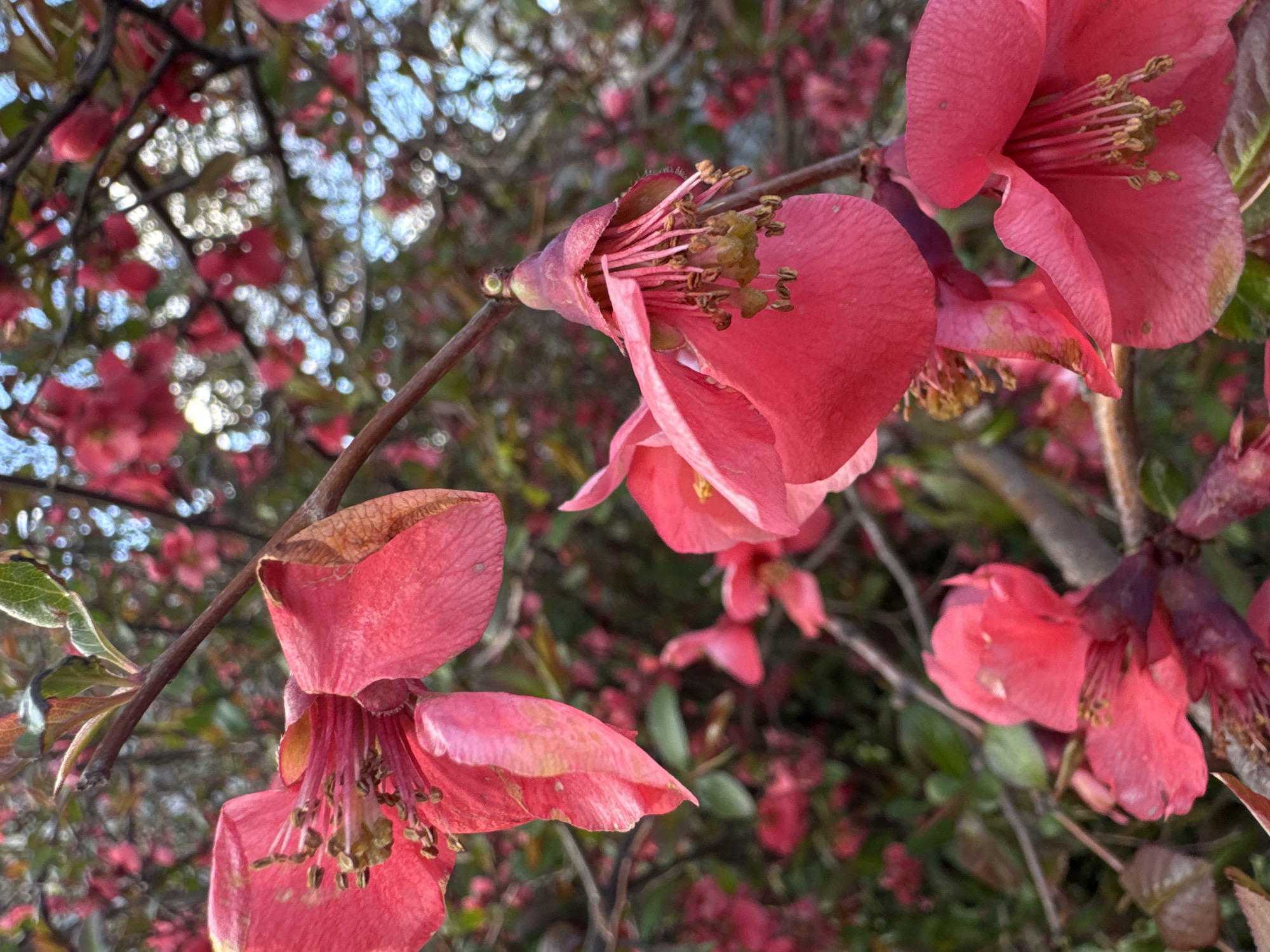 This close-up photograph captures several vibrant pink to reddish-pink flowers in bloom, likely from a flowering shrub or tree. The flowers are the primary subjects, presented in various stages of opening across a network of dark brown branches. Each prominent blossom displays numerous stamens with light brown anthers at its center. The broad petals are slightly textured, exhibiting subtle variations in their vivid hue, with some showing minor browning or natural wear at the edges. A few small green leaves with bronzed tips are visible, particularly near the lower left flower. The background is softly blurred with a bokeh effect, revealing more out-of-focus pink blossoms and green foliage, interspersed with sparkling highlights created by filtered natural light. The lighting appears soft and natural, possibly indicating morning or late afternoon. The image conveys a serene and colorful natural scene, highlighting the beauty of the blooming plants. There are no people or visible text in the image.