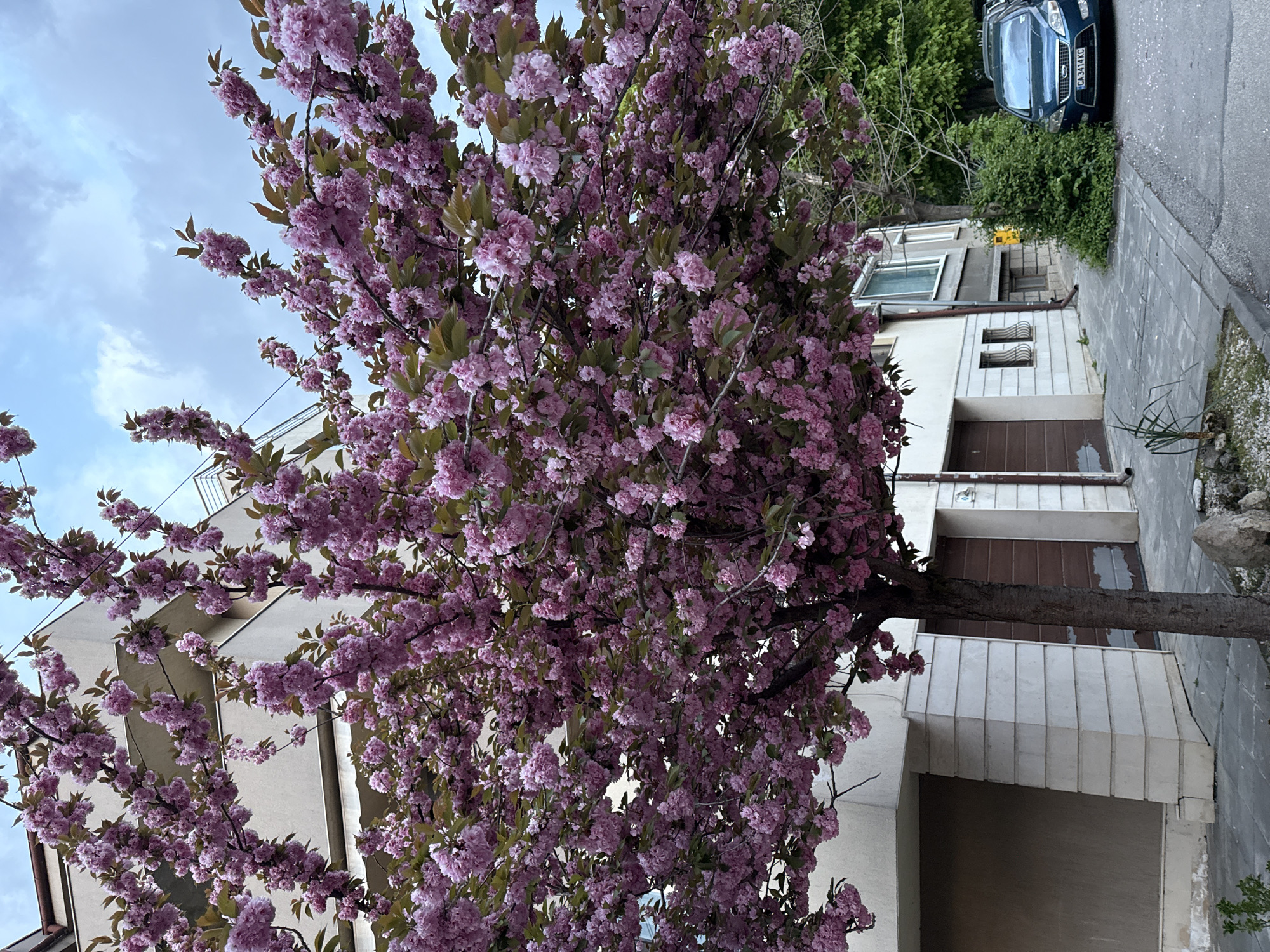 The image displays a vibrant street scene dominated by a large, profusely blooming tree covered in numerous pink and purple flowers, likely a cherry blossom variety. The tree's branches and blossoms fill a significant portion of the left and central foreground, with some green leaves interspersed among the flowers.
In the background, to the right and through the tree's canopy, a multi-story residential building with light-colored facades is visible. The building features windows, some with security grates, and ground-level entrances or garage doors with brown panels. Its architecture appears functional and urban.
To the upper right of the frame, a paved sidewalk transitions into an asphalt road where a dark blue car, possibly a hatchback or SUV, is parked. The car's license plate, "CA 3414 KC", is clearly discernible, indicating a Bulgarian registration. While this plate designation typically belongs to Sofia, the provided context specifies the location as Pleven, Bulgaria. Green bushes and other foliage are visible around the car and along the street, adding to the natural elements.
The sky, visible through the tree's branches and in the upper left, is partly cloudy with a light blue hue, suggesting daytime, possibly late morning or afternoon. The overall atmosphere is calm and residential, highlighting the beauty of the blooming tree within an urban environment. No people are visible in the scene.