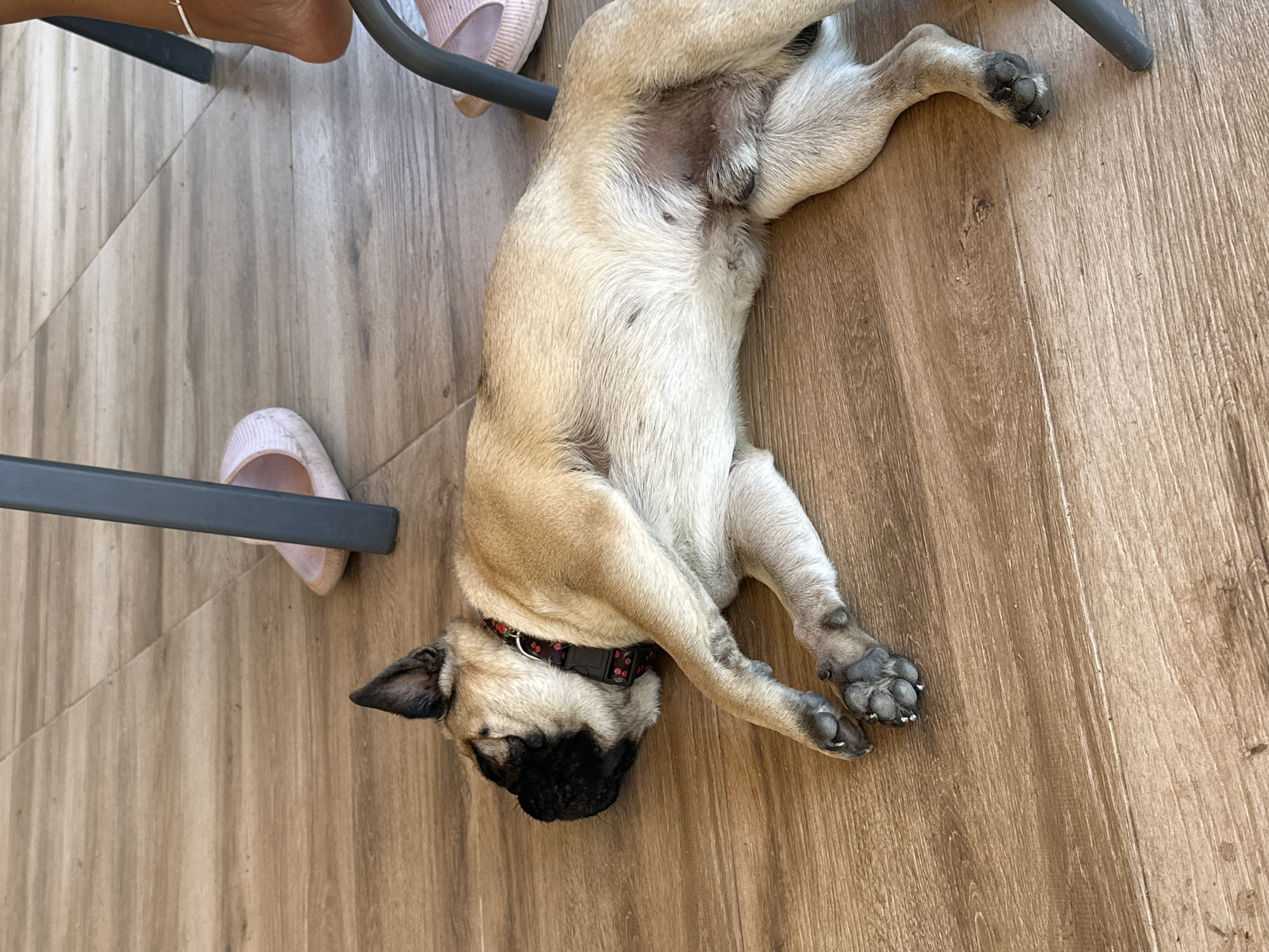 A pug lies on its side on a light brown wooden floor, asleep. The dog is light brown with a black face and ears, and it is wearing a red collar with a pattern of small black dots. Its paws are visible, one in the foreground and the other stretched out behind it. In the background, there are the legs of two chairs and a pair of light pink slippers. To the right of the dog, a human ankle and foot are visible, wearing a thin white anklet. The scene suggests a domestic setting, possibly a home or an outdoor patio area, in Mrachenik, Bulgaria.