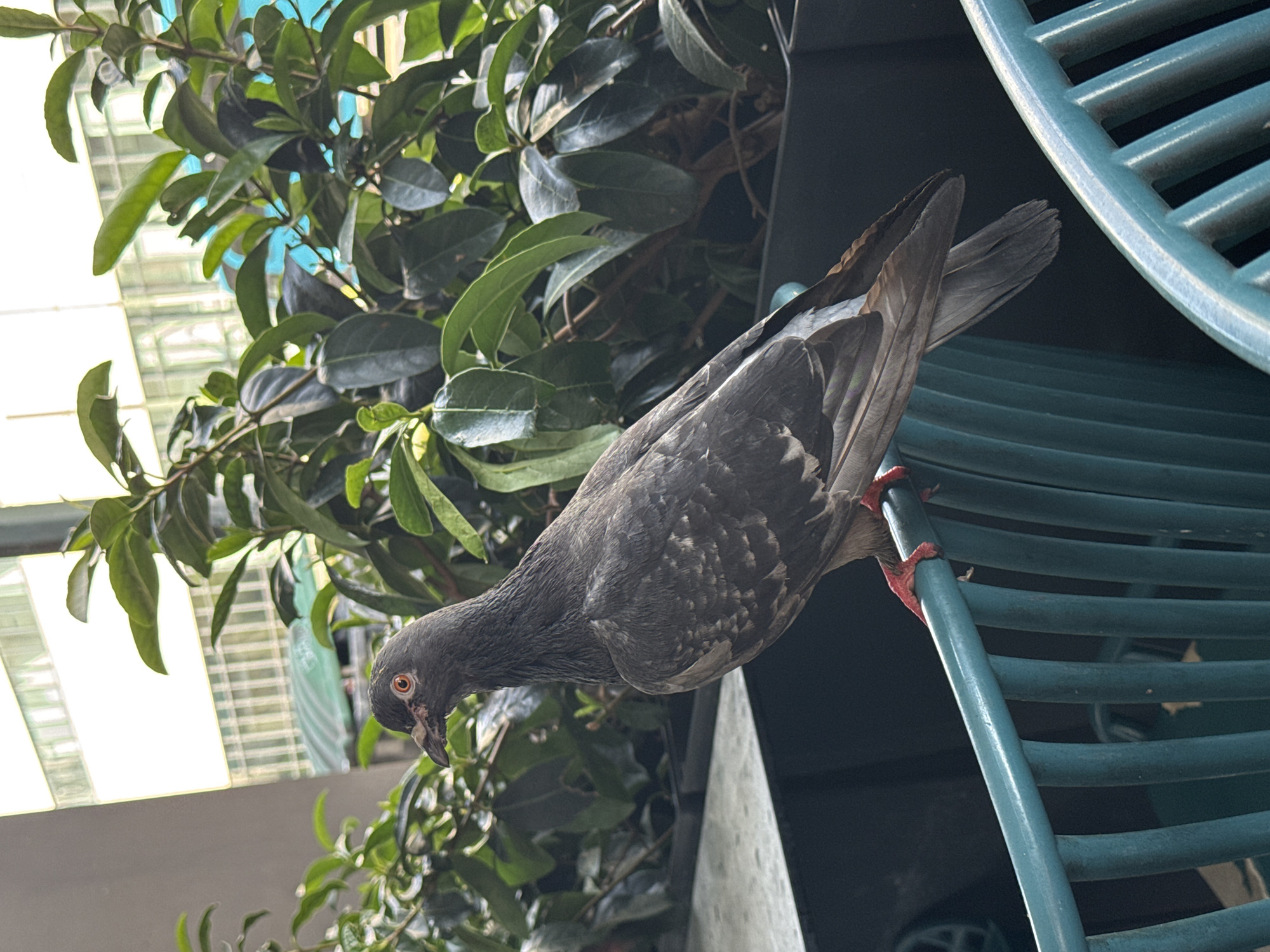 A pigeon with gray and iridescent feathers is perched on a teal-colored metal railing. The pigeon is facing left, with its head turned slightly upward. Its eyes are orange and its beak is dark. Its feet, which are red, grip the railing. Behind the pigeon, lush green foliage is visible, with some plants in dark planters. In the background, the blurred outline of buildings with large windows can be seen. The scene appears to be outdoors, possibly on a balcony or patio in a city.