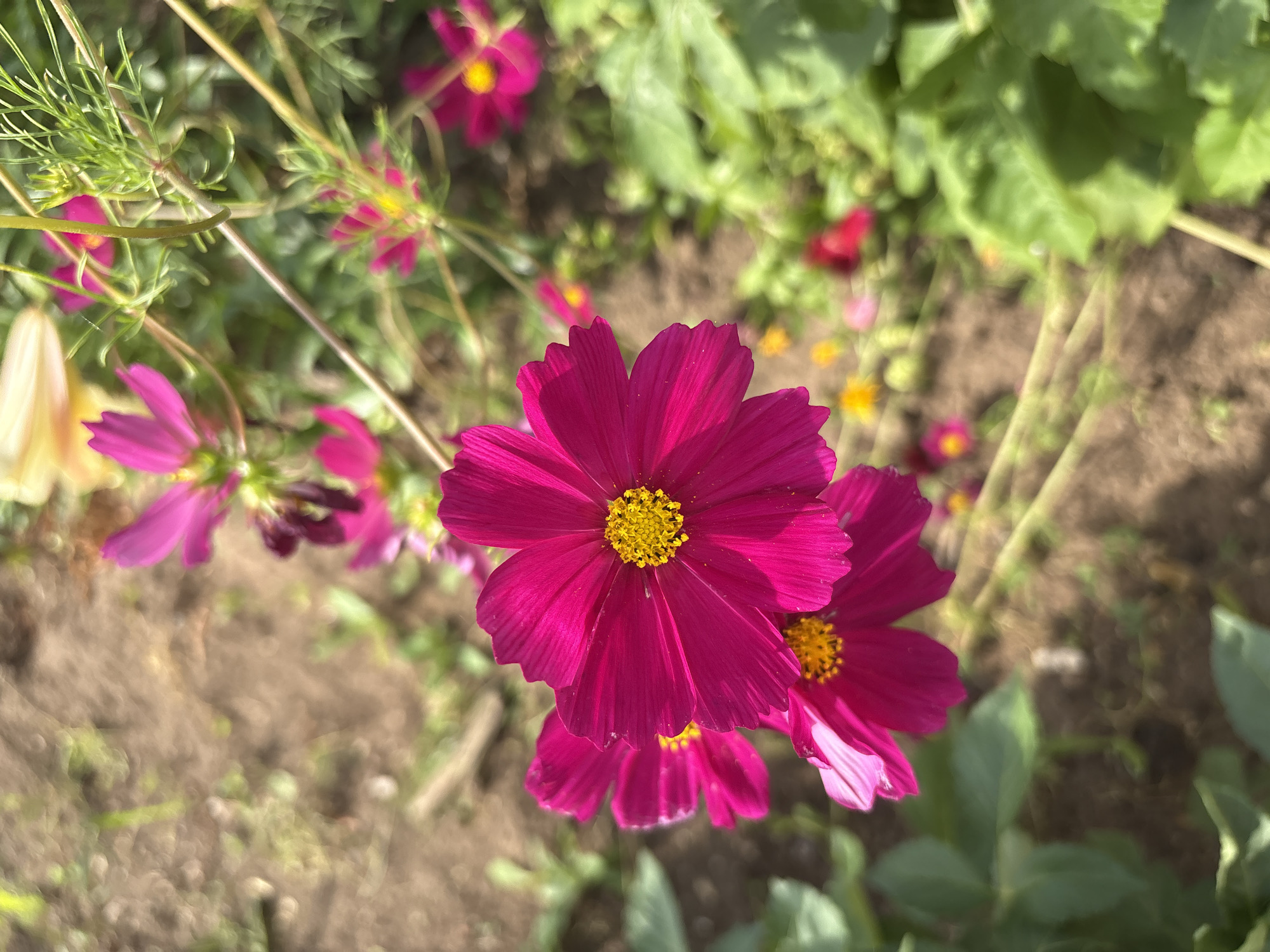 The image shows a close-up, eye-level view of bright pink cosmos flowers with yellow centers blooming in a garden. The flowers are the primary subjects, with a prominent bloom in the foreground and others slightly out of focus in the background. The environment appears to be a natural setting with soil and green foliage visible. The lighting suggests a sunny day. The image does not contain any recognizable landmarks or elements that would specifically place it in the city of Большелуг, Russia.
