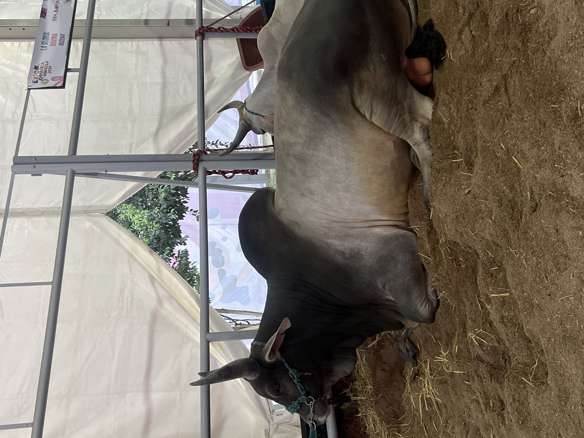 The image shows two cows in a pen. The pen is made of metal bars and has a white tarp overhead. The ground is covered in dirt and straw. One of the cows is lying down. A sign on the pen reads "EXPO GANADERA AGRICOLA 2026". The location appears to be an agricultural exhibition or fair in an unknown city.