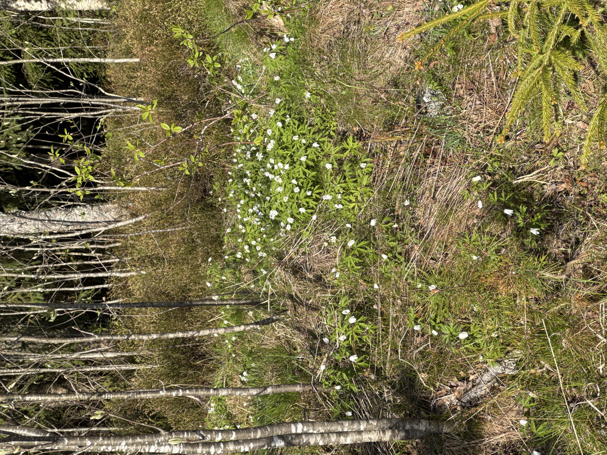 The image depicts a forest floor scene, likely in a temperate climate, possibly in Aleksandrovka, Russia. The ground is covered with a mix of dry grass, green vegetation, and a scattering of white flowers, possibly wood anemones. Several slender, pale-barked trees with sparse new foliage stand to the left, indicating early spring. A small evergreen tree is partially visible in the top right corner. The scene appears undisturbed and natural.