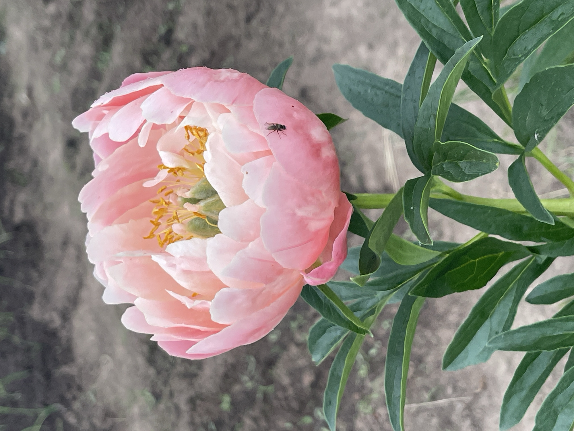 A close-up, vertical, eye-level shot focuses on a single, partially opened pink peony flower. The bloom is lush and layered, with delicate, ruffled petals in shades of light pink and white. The center of the flower reveals yellow stamen and green pistils. A small, dark fly is perched on one of the lower petals on the right side of the flower. The stem is a vibrant green, supporting lush, dark green foliage that frames the lower half of the image. The background is softly blurred, showing a textured, earthy brown ground with hints of out-of-focus green vegetation. The lighting appears natural and diffused.