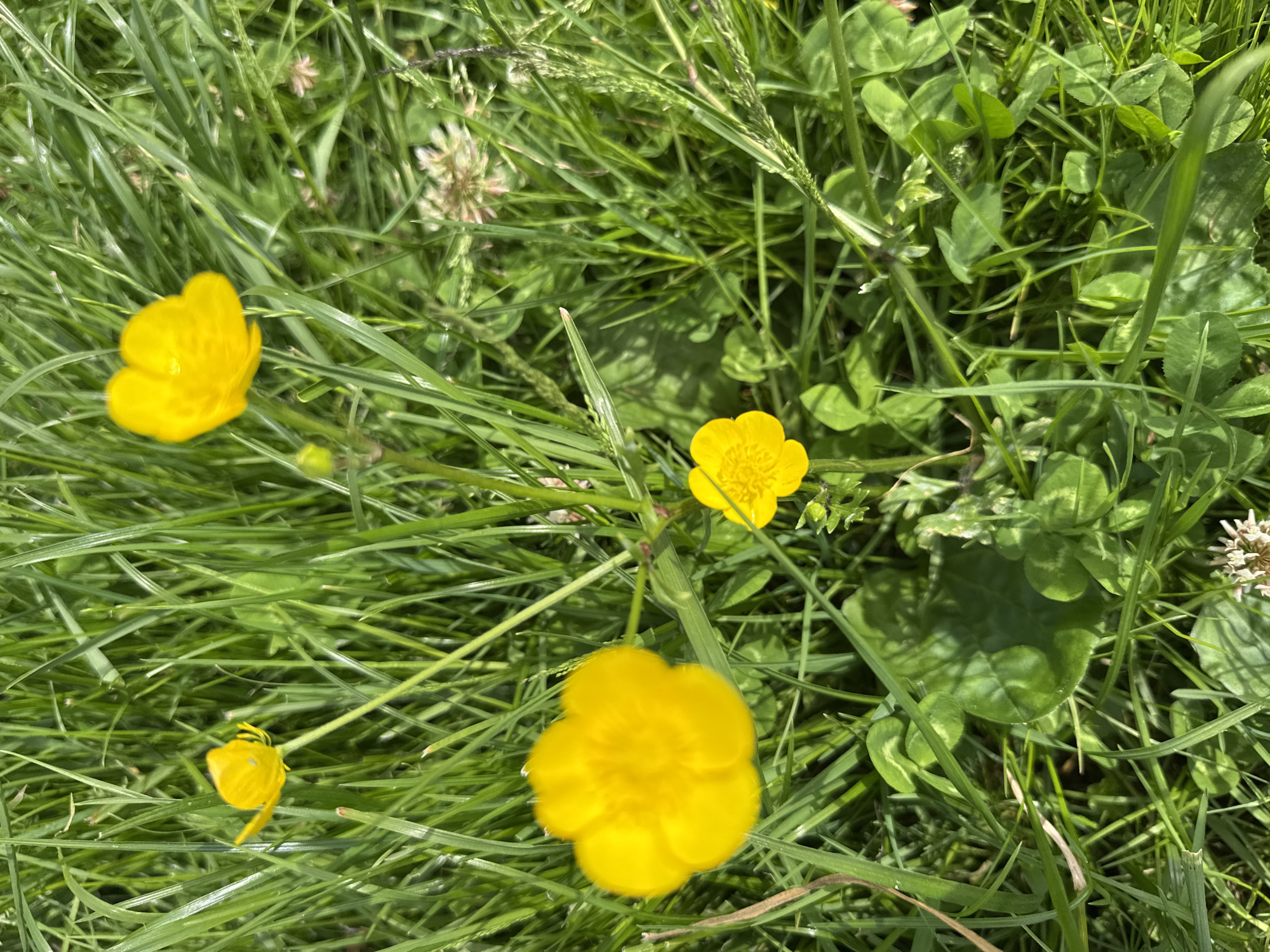 The image depicts a patch of green grass with several yellow buttercup flowers in bloom. There are at least three fully opened flowers and one partially opened bud. The vegetation appears to be a mixture of grasses and clover. The image was taken outdoors in daylight, but the location in Batumi, Georgia, is not evident from the visual information. There are no people visible in the scene.