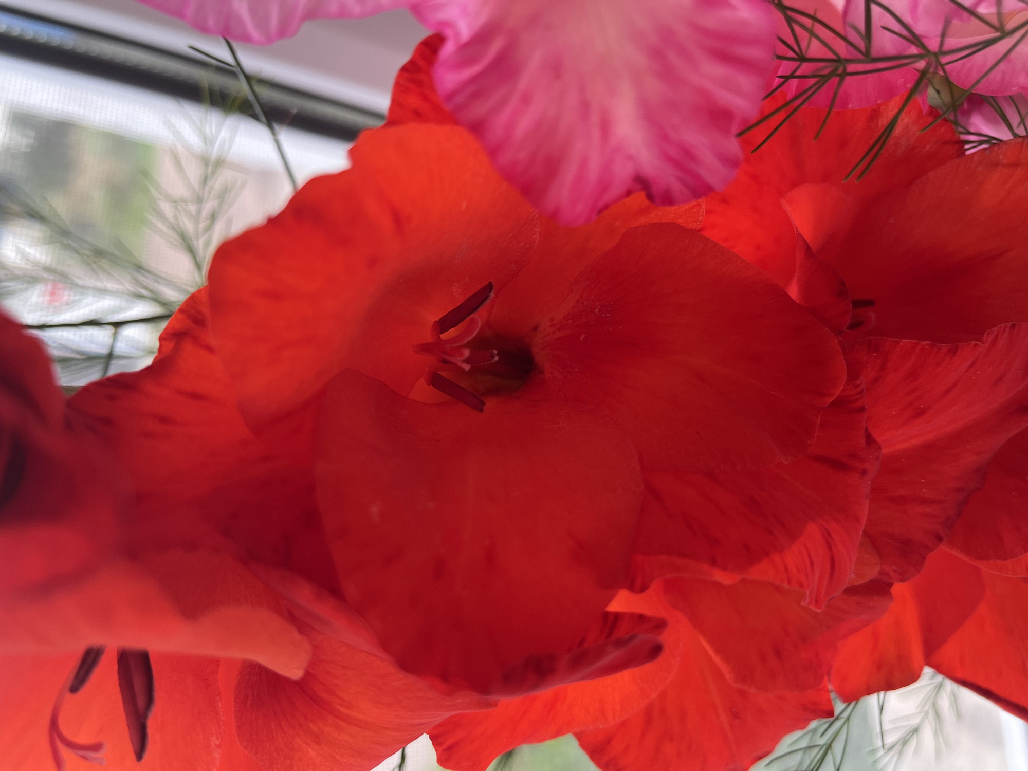 The image is a close-up, abstract shot of red and pink gladiolus flowers. The red flower's stamen and pistil are clearly visible in the center, surrounded by ruffled petals. A pink gladiolus is visible to the right, partially out of focus. Delicate green foliage weaves through the flowers, and a blurred background suggests a window or outdoor setting. No specific location in Blagoveshchensk, Russia, can be identified from the image.