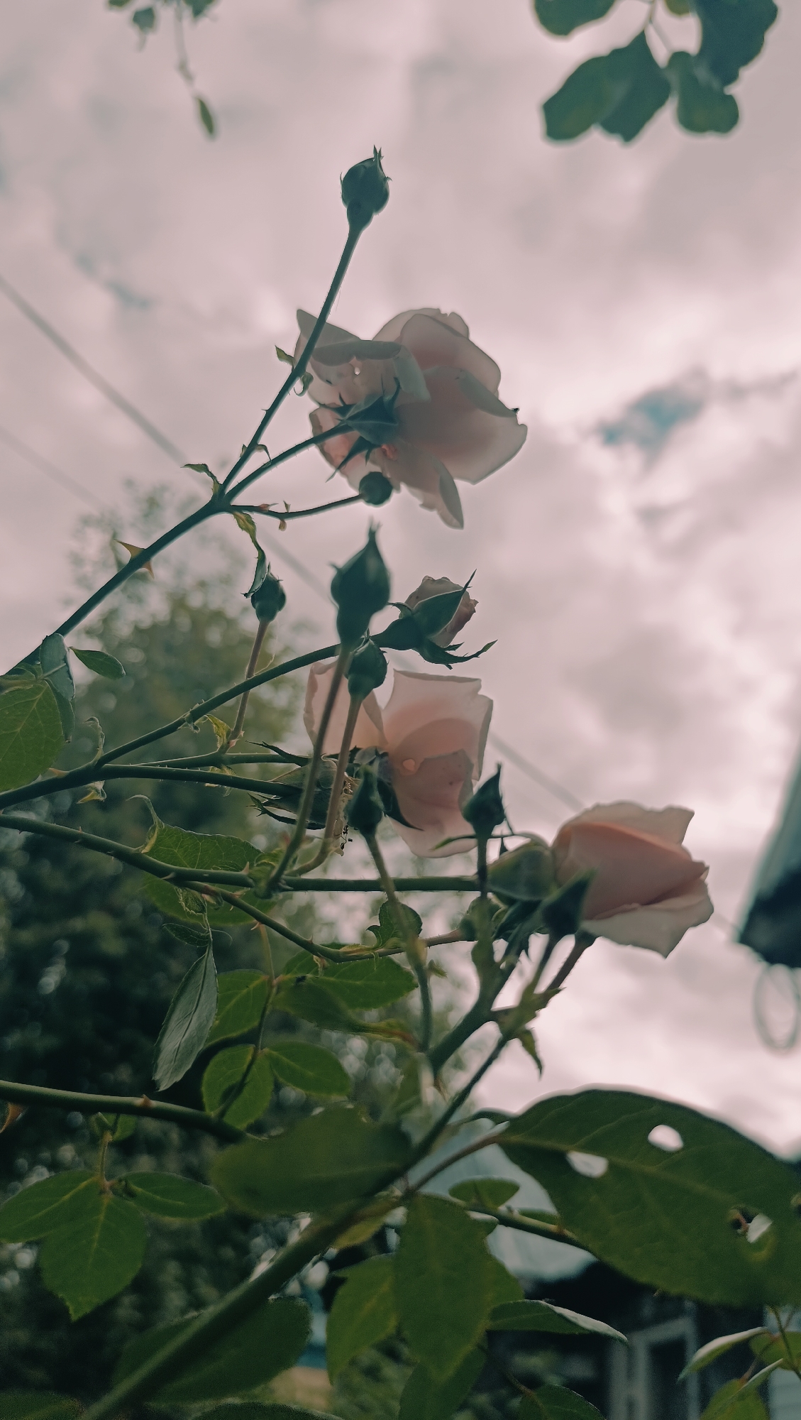 The image depicts a close-up, low-angle view of a rose bush with several light pink roses and buds against a cloudy sky. The roses are delicate, with some petals slightly unfurled, while others are still in bud form. The branches are thorny and green, with some leaves visible. In the background, out of focus, are hints of green foliage, suggesting trees or other plants. A wire is visible extending across the upper part of the frame. The overall lighting suggests it is daytime, possibly overcast. The image does not contain any identifiable elements that would allow for a specific location within the city of Karsha, Russia, or any other city. There are no people, actions, or interactions depicted in the image.