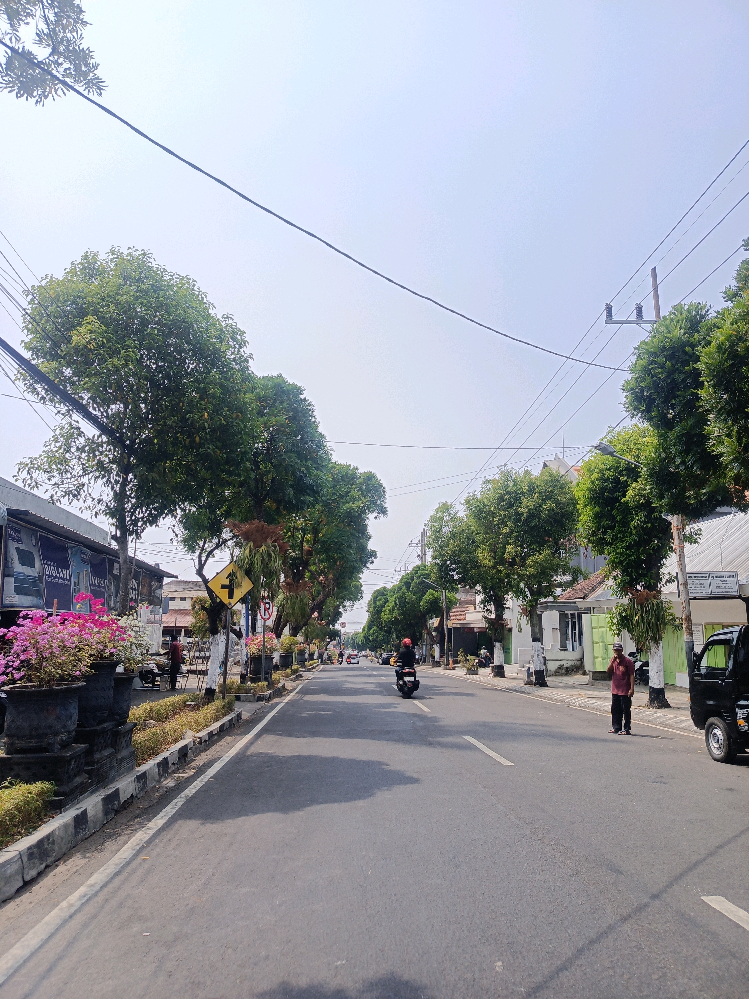 The image depicts a street scene in Magetan, Indonesia, on a clear day. The foreground shows a paved road with white lane markings. On the left side of the road, there are large black planters filled with bright pink and white flowers, followed by a sidewalk and buildings. One building displays banners with text including "BIGLAND" and "NAPOLI". Trees with lush green foliage line the street on both sides, some with epiphytic plants growing on their trunks. Overhead, power lines crisscross the sky.
Several people and vehicles are visible. On the road, a person is riding a motorcycle. Near the sidewalk, a man in a maroon shirt and dark pants stands next to a black pickup truck. Further down the road, other vehicles and pedestrians can be seen. A yellow street sign with a black arrow indicating a turn is also present. The overall atmosphere is that of a moderately busy urban street with natural elements incorporated into the landscaping.