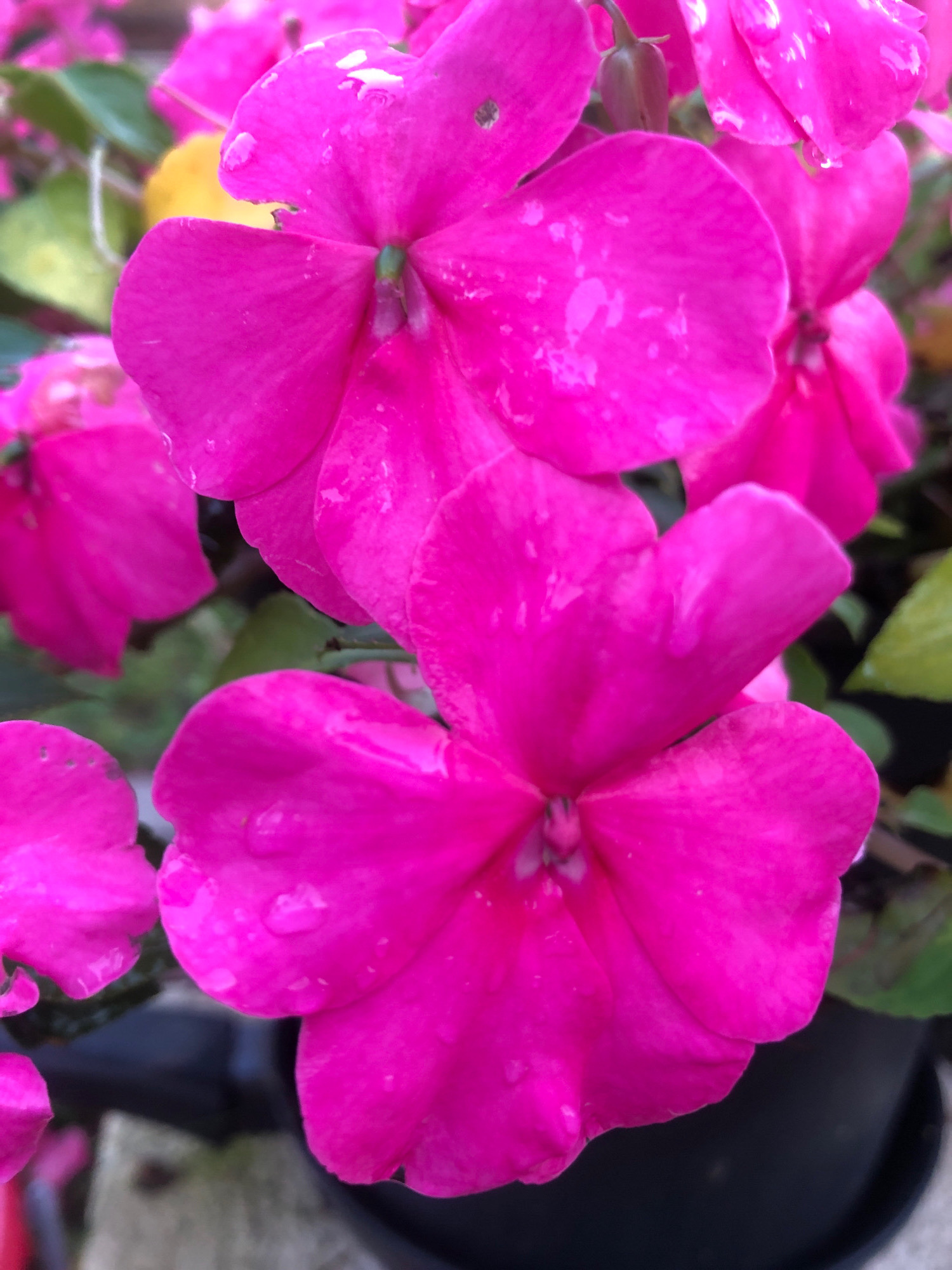 The image is a close-up, overhead shot of several bright pink impatiens flowers. Water droplets are visible on the petals of some of the flowers. The background is blurred, showing hints of green leaves and dark planters. The lighting is soft and natural. The scene appears to be in a garden or outdoor planting area. There are no people or animals visible in the image. The location in Arfa, Russia, is not determinable from the visual information in the image.