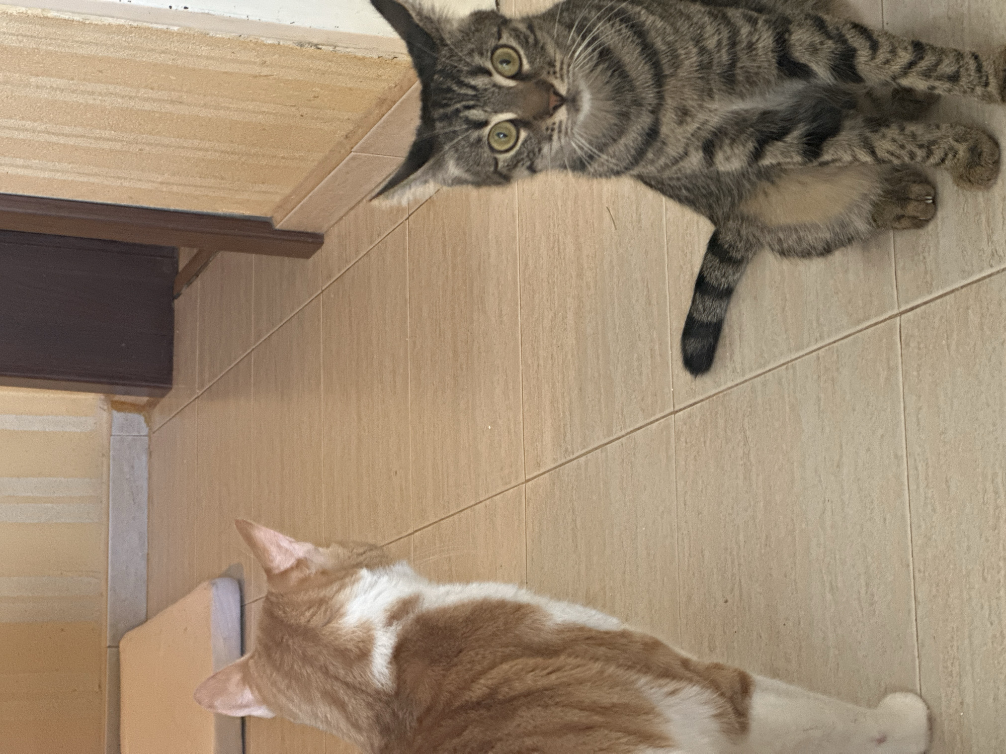 Two cats are in a hallway with tiled flooring. The cat on the left is ginger and white, facing away from the camera. The cat on the right is a tabby with green eyes, looking directly at the camera and sitting. The hallway walls are textured and light yellow with vertical stripe accents. A portion of a dark doorframe is visible on the right. In the background, a light-colored rectangular object, possibly a mattress or cushion, rests on the floor. The scene is indoors, likely in a residential setting. No specific location in Sofia, Bulgaria, can be determined from the image.