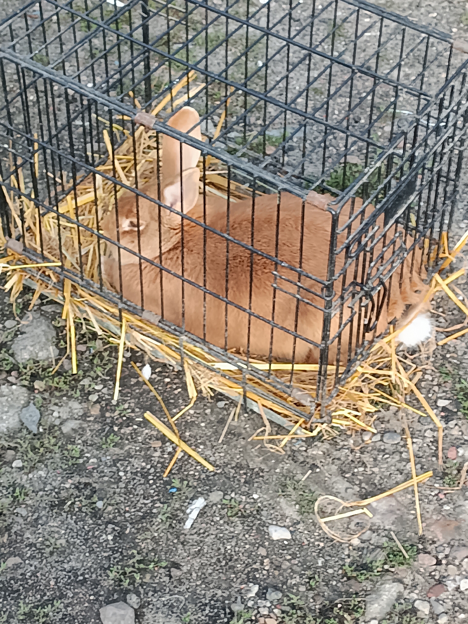 The image shows a brown rabbit in a wire cage filled with hay. The cage is on the ground, which is covered with gravel and small plants. There is some litter on the ground, including a white object that appears to be a cigarette butt and a piece of blue plastic. The image is taken from a high angle, looking down into the cage. The environment appears to be outdoors, possibly in an urban or suburban area. The specific location in Łosice, Poland cannot be determined from the image alone.