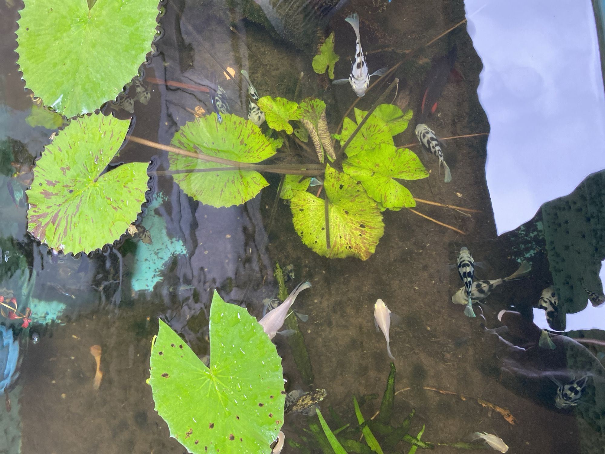 A high-angle, full shot captures a small, naturalistic pond teeming with several fish and adorned with vibrant green lotus leaves. The pond's murky bottom is visible, with scattered organic debris. A group of small fish, some with black and white spotted patterns and others a pale, almost translucent white, navigate the water. One light brown fish is visible in the upper left quadrant of the image. The lotus leaves, some broad and flat, others with slightly curled edges, float on the surface, their green hue interspersed with reddish-brown speckles. Sunlight creates reflections on the water's surface. The scene is indicative of an outdoor aquatic environment, likely a garden pond. The provided location information suggests this pond is situated in Lambaro Kueh, Indonesia.