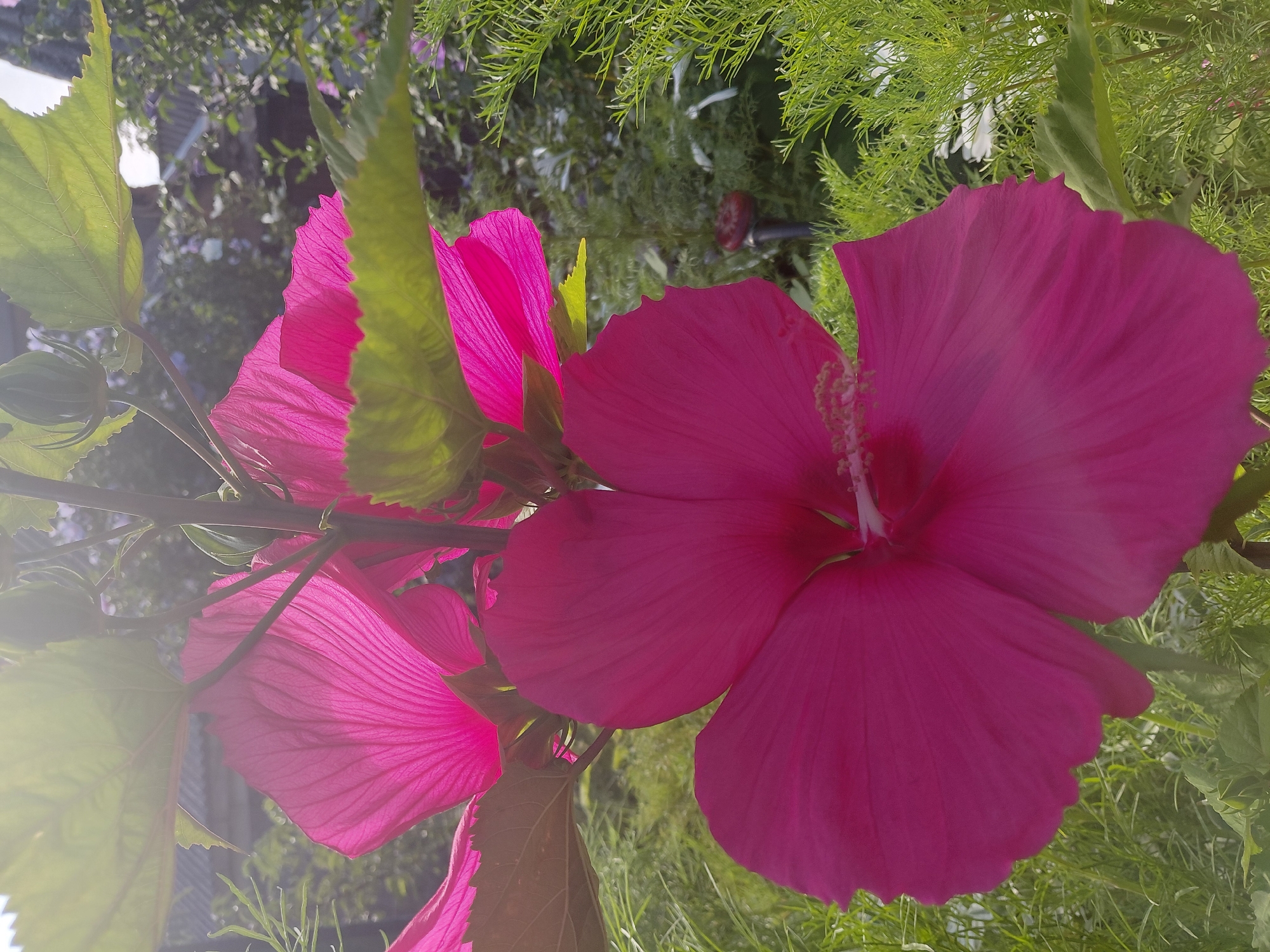 A close-up shot captures a vibrant pink hibiscus flower with prominent petals and a central stamen, bathed in soft sunlight that creates a gentle glow. The flower's delicate texture and rich color are highlighted against a backdrop of lush green foliage. The background is softly blurred, suggesting an outdoor garden setting with hints of other plants and a muted structure. The scene is still and peaceful, emphasizing the natural beauty of the flower.